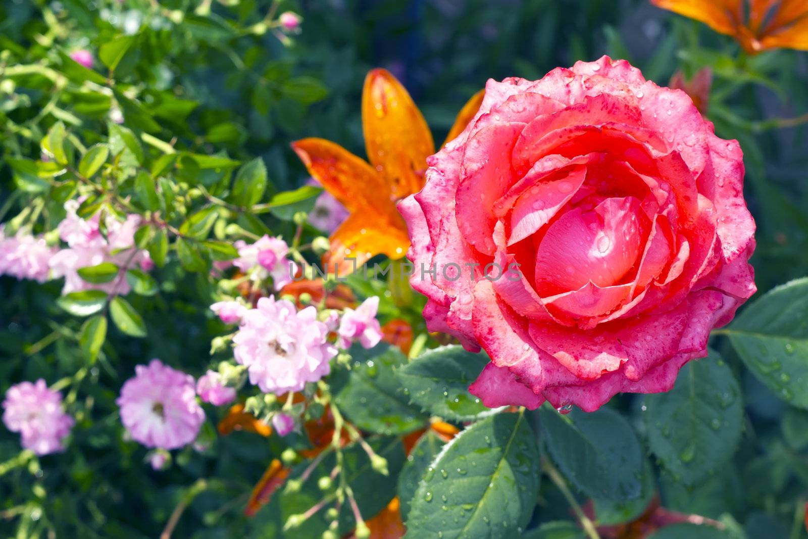 blooming red rose on a background of orange lilies by Plus69