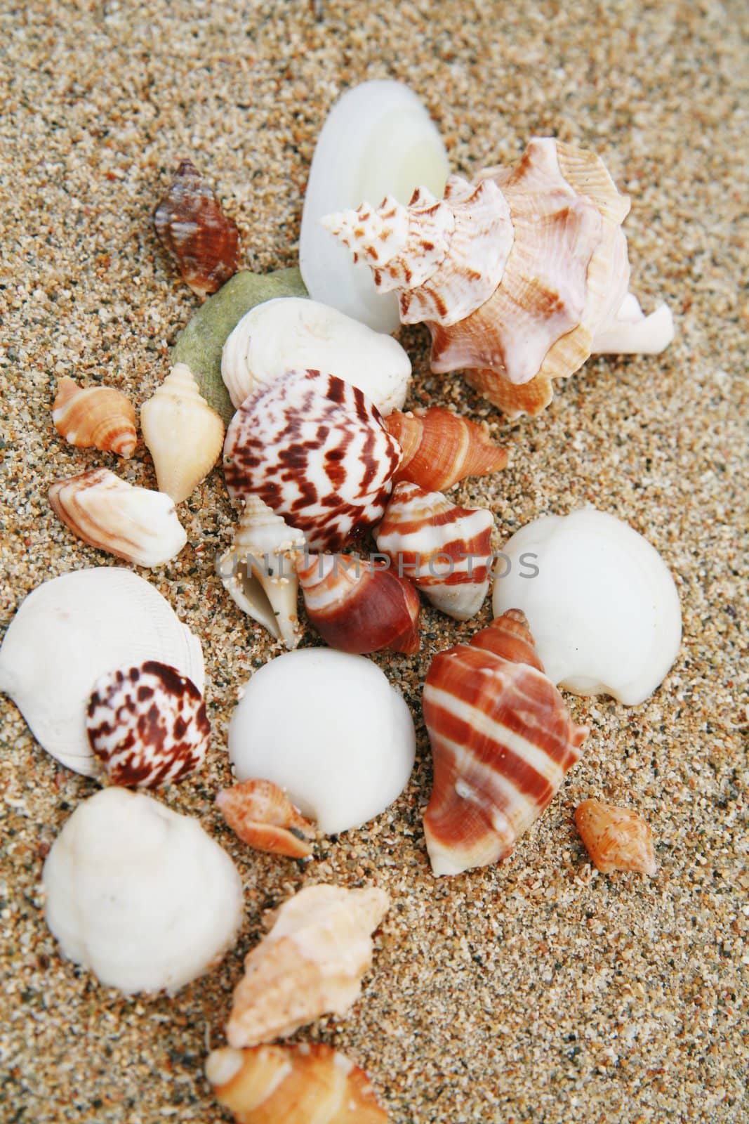 beautiful shells on very nice beach, focus in on the shells (shallow DOF)............