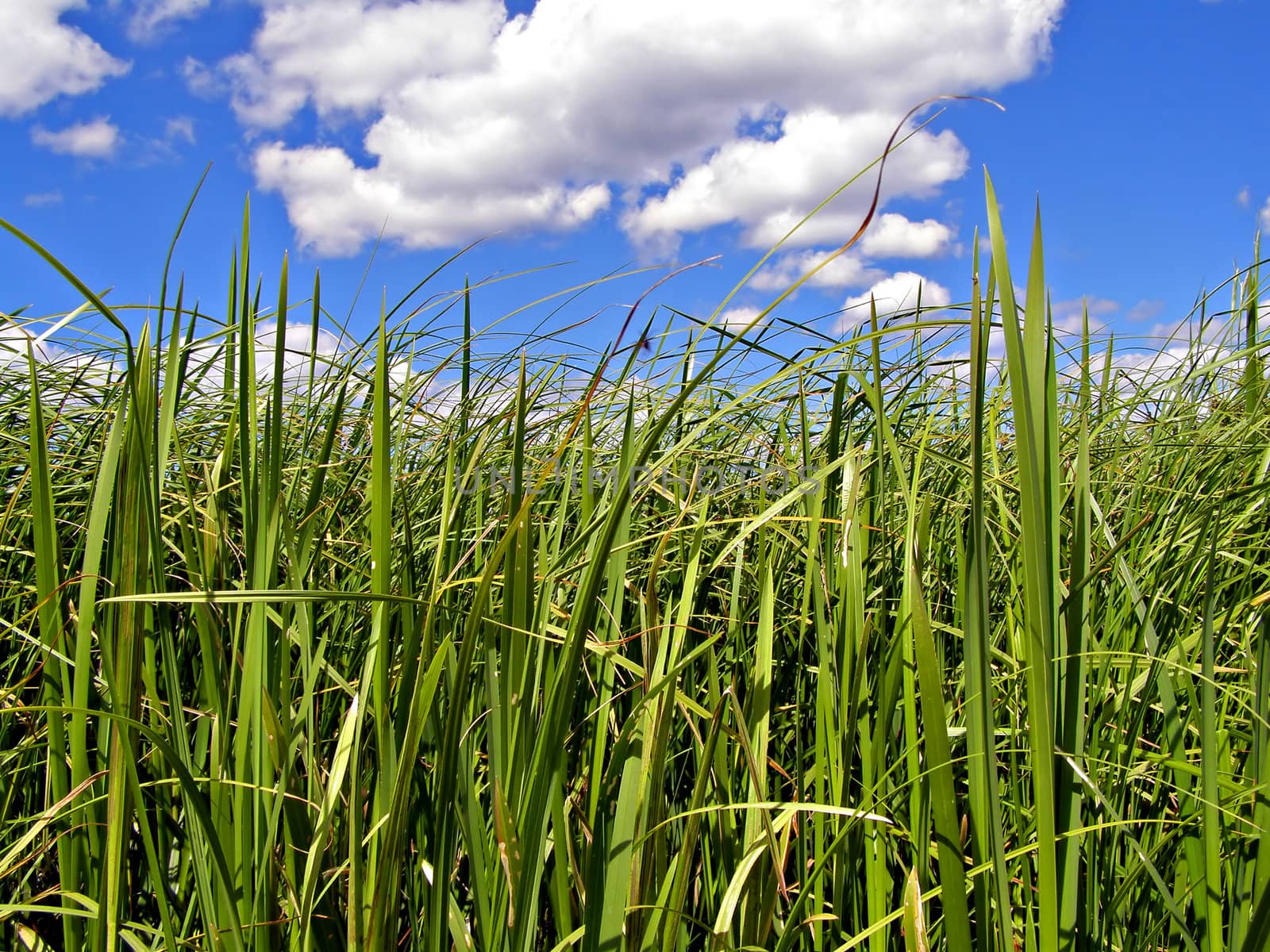 herb in field