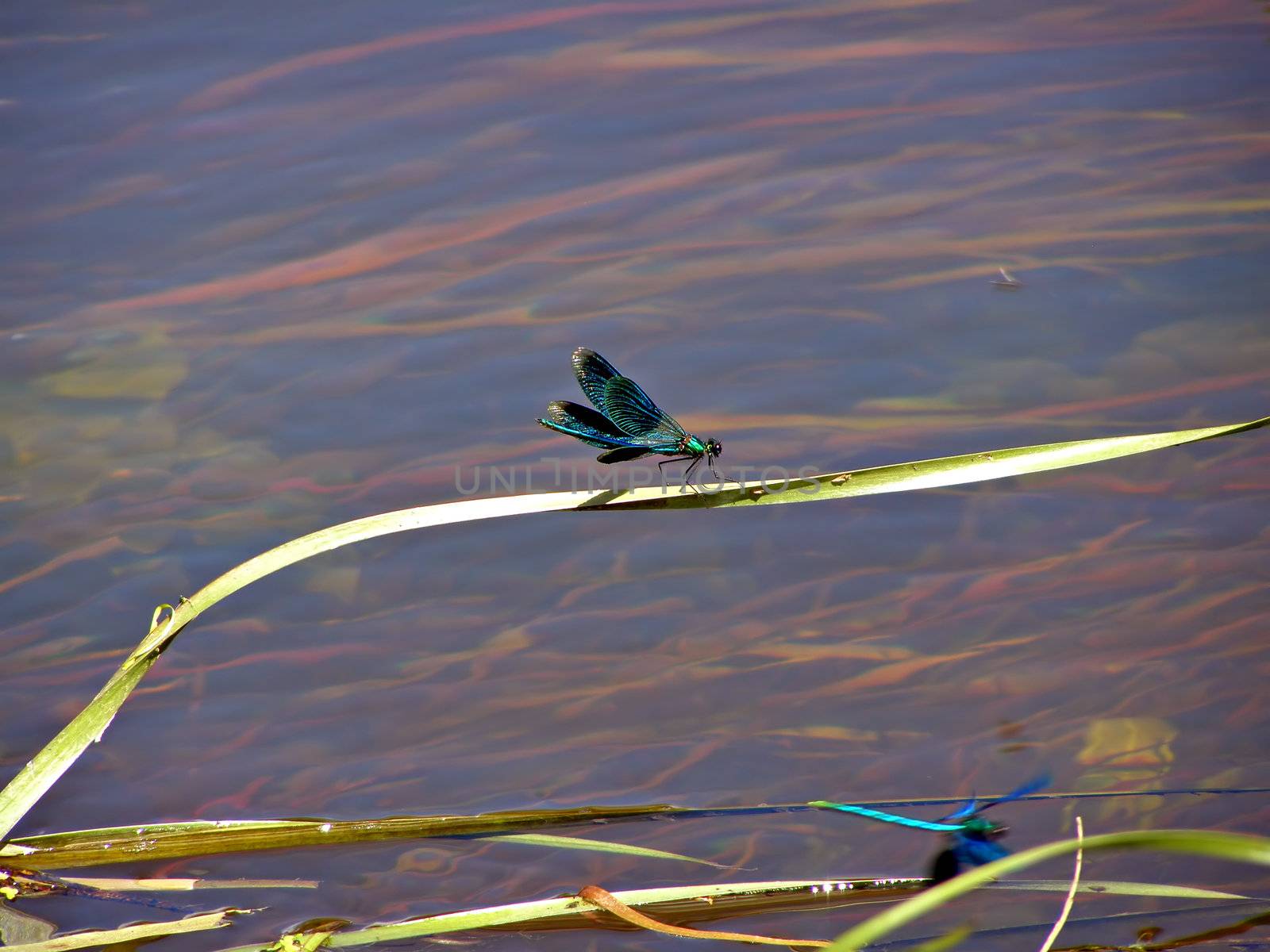 dragonfly on herb sedge on water