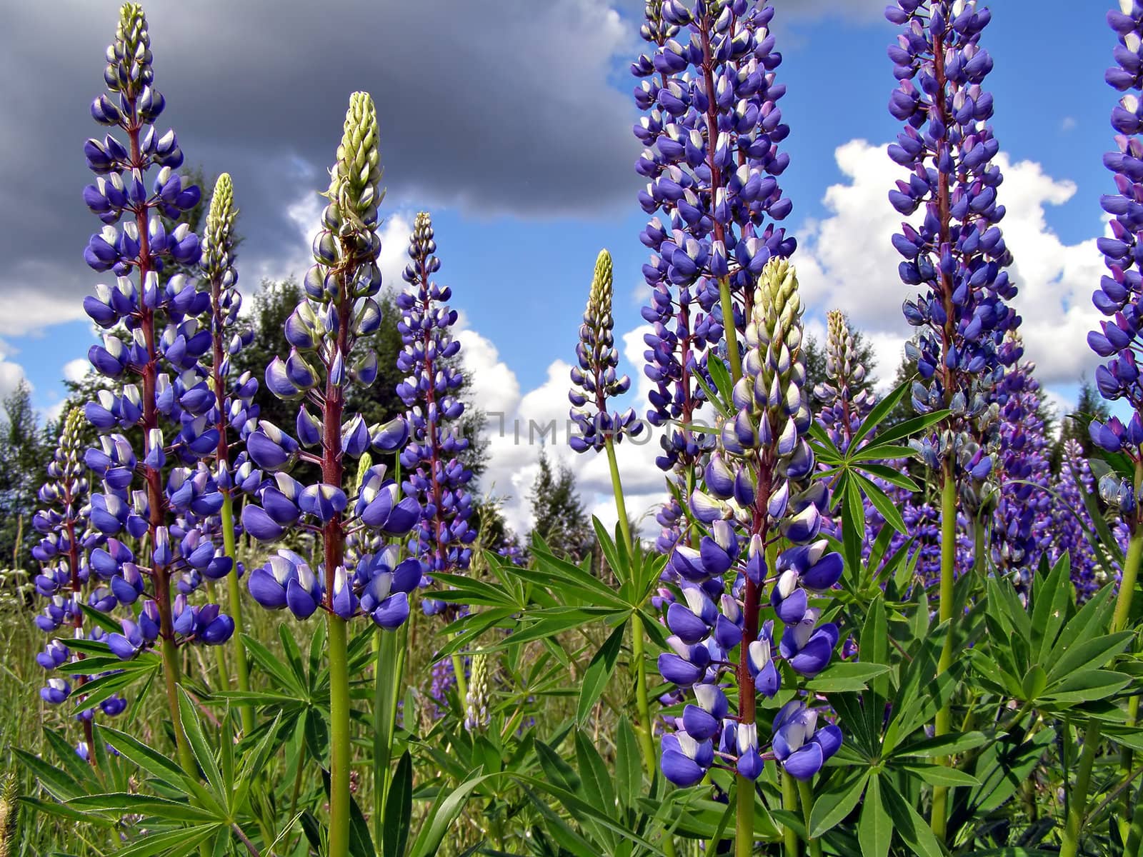 flowerses lupines on field