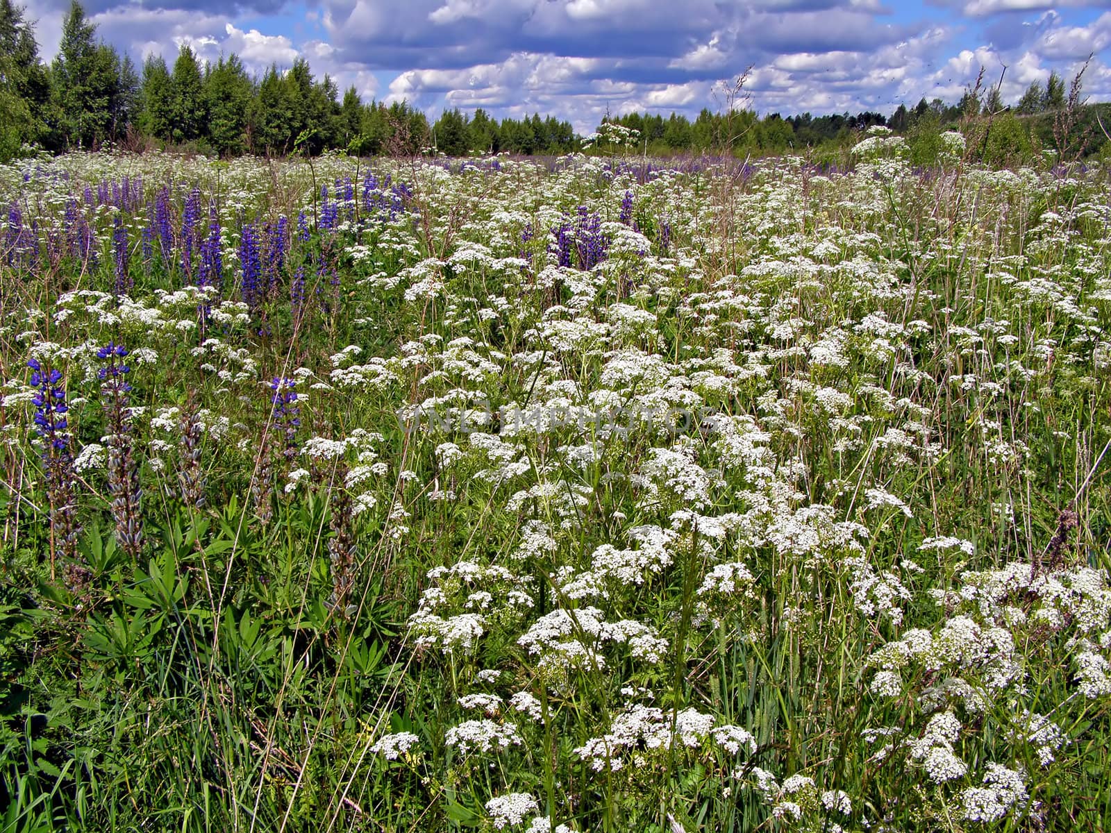 flowerses in field