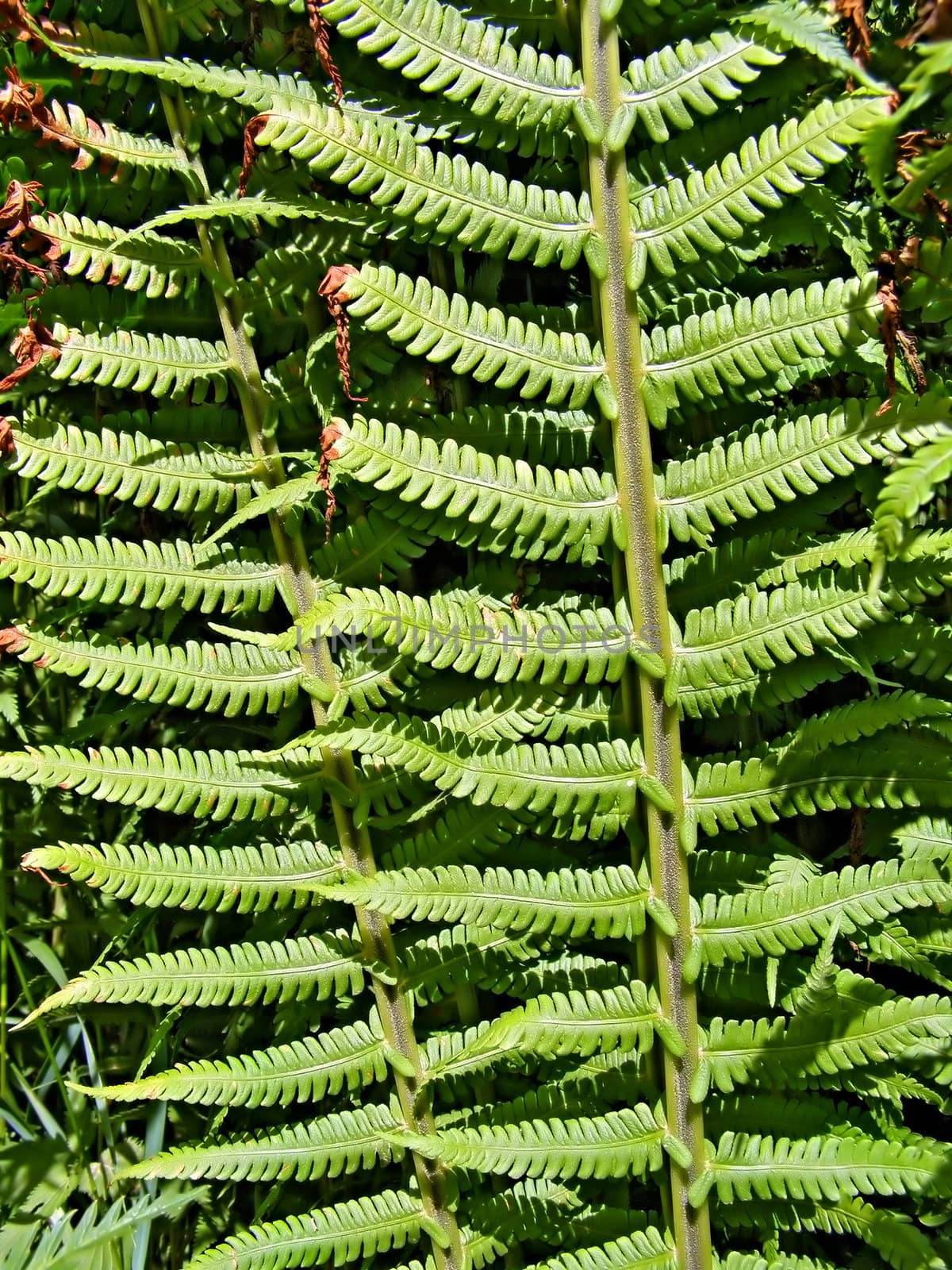 sheet of the fern