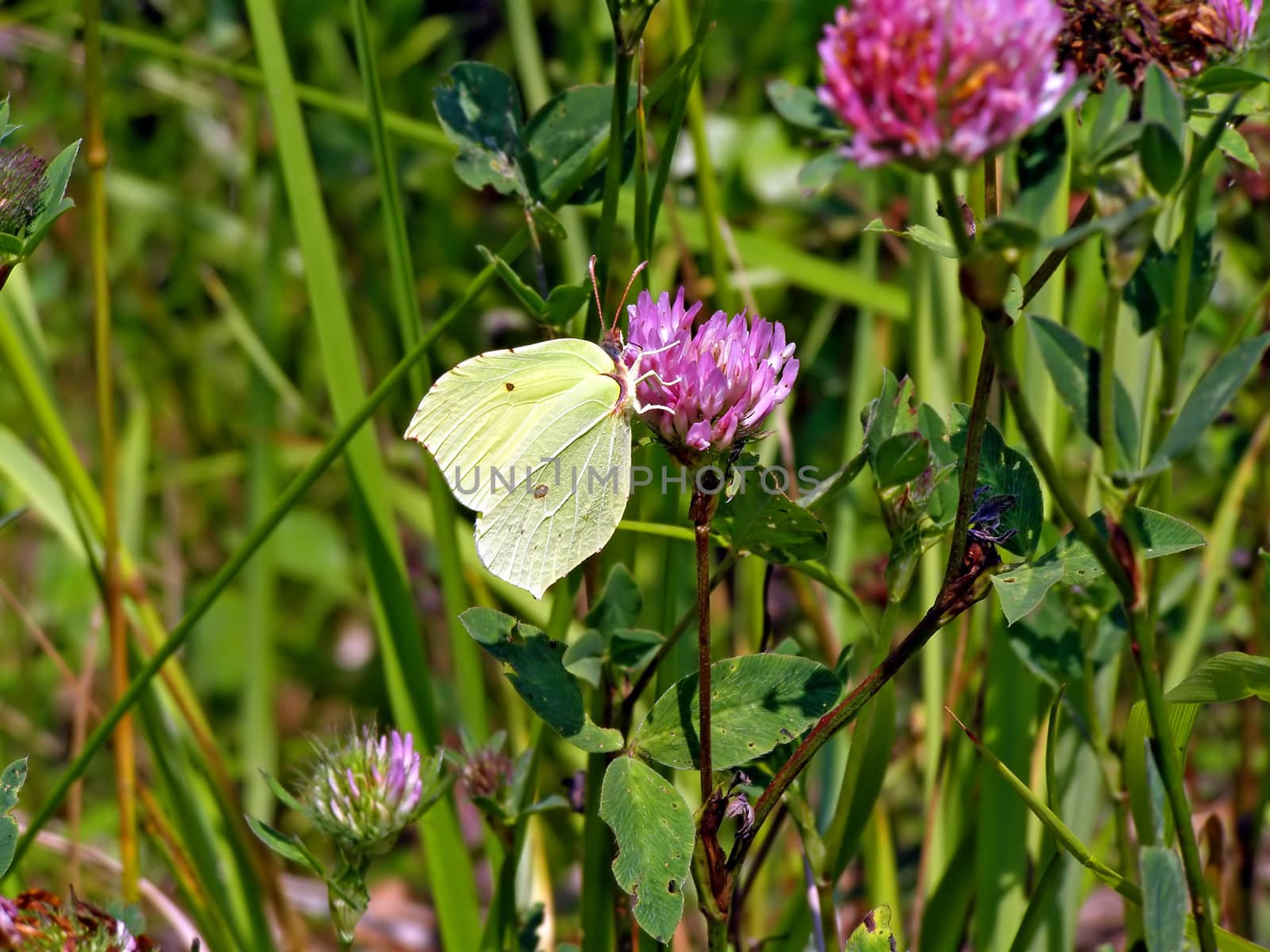 butterfly on flower of the dutch clover