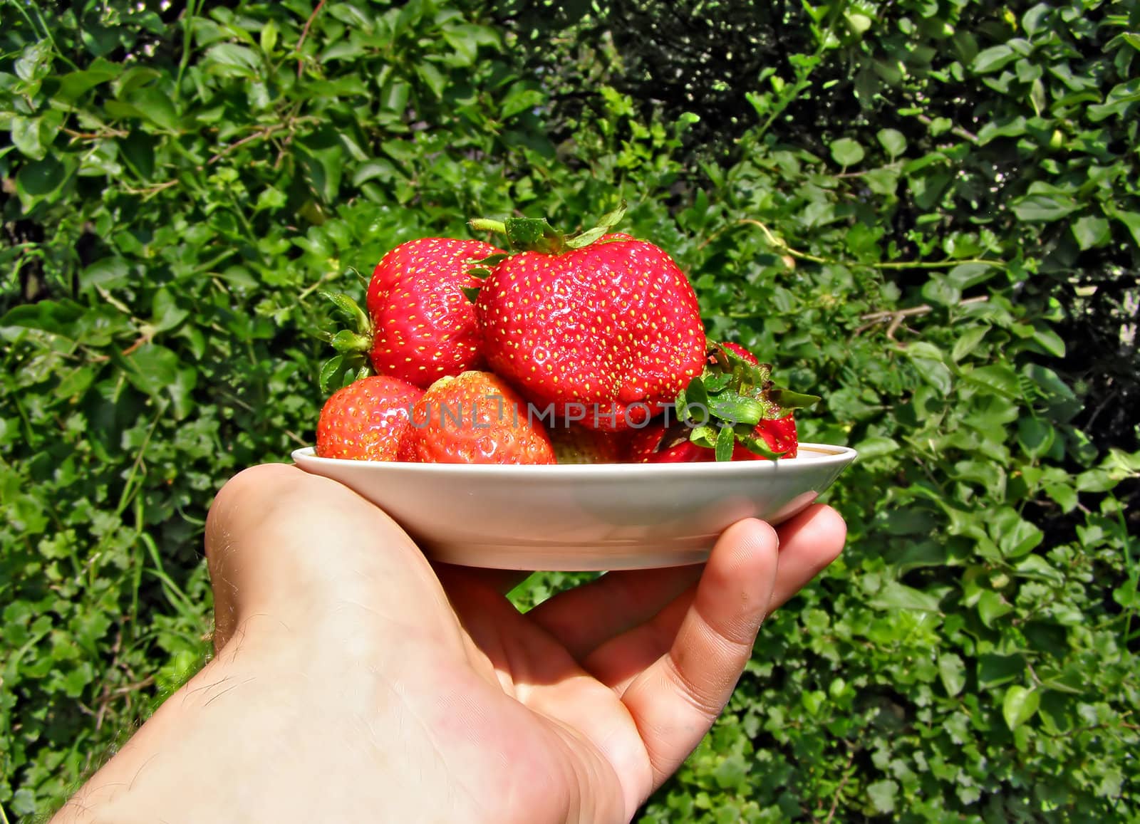 hand stretches strawberries in plate