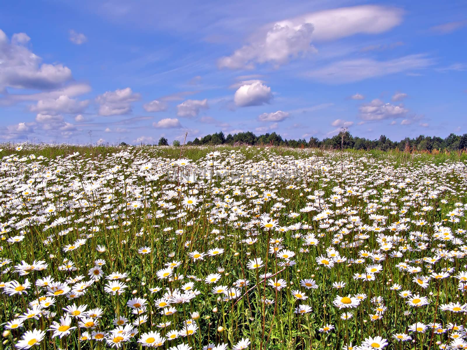 daisywheels on field