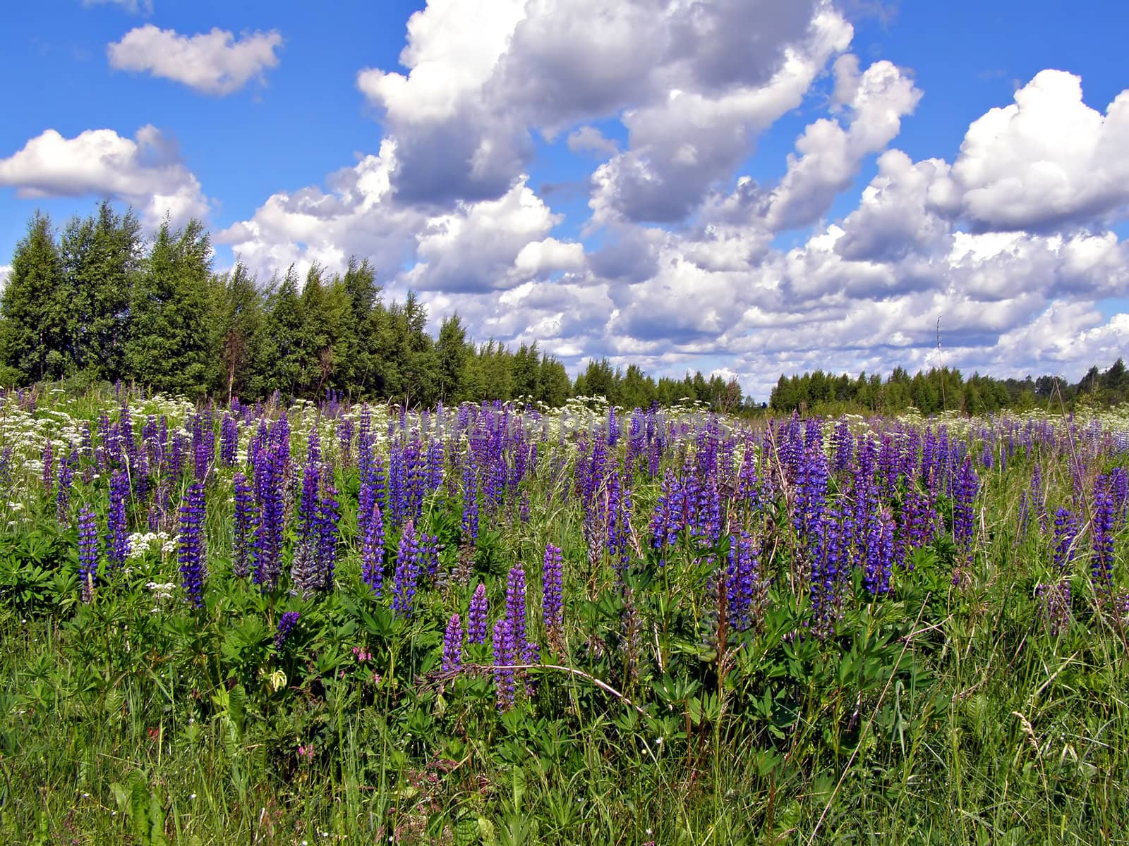 flowerses lupines in field