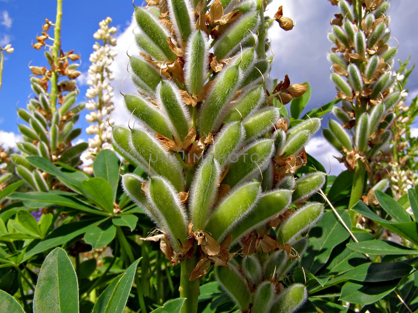 pod of the lupine