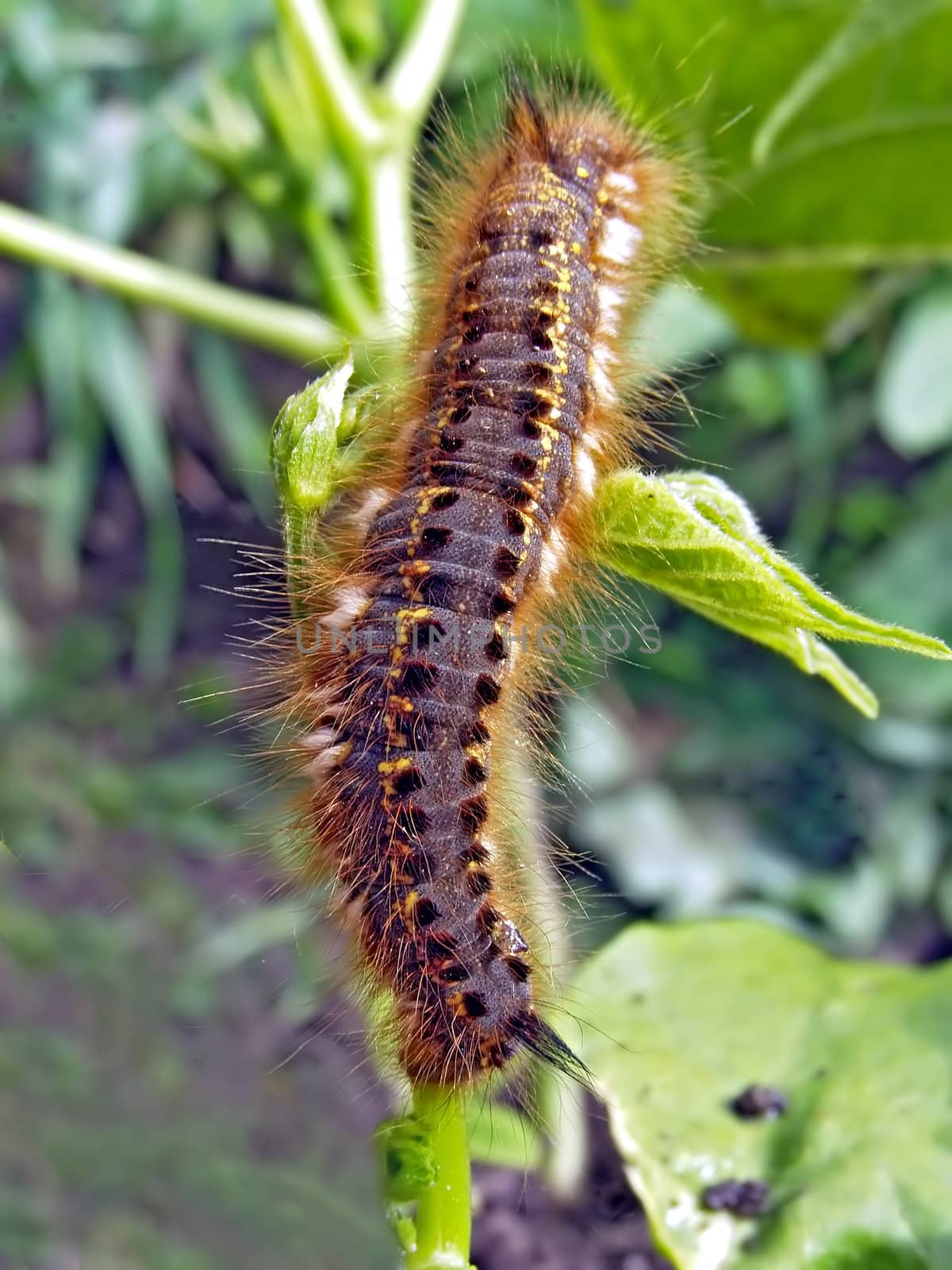 caterpillar