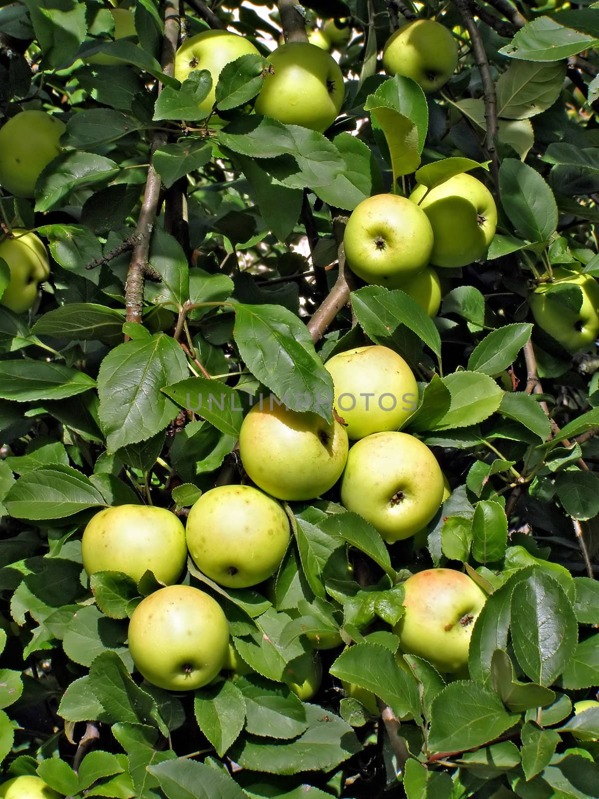 apple on branch of the aple trees