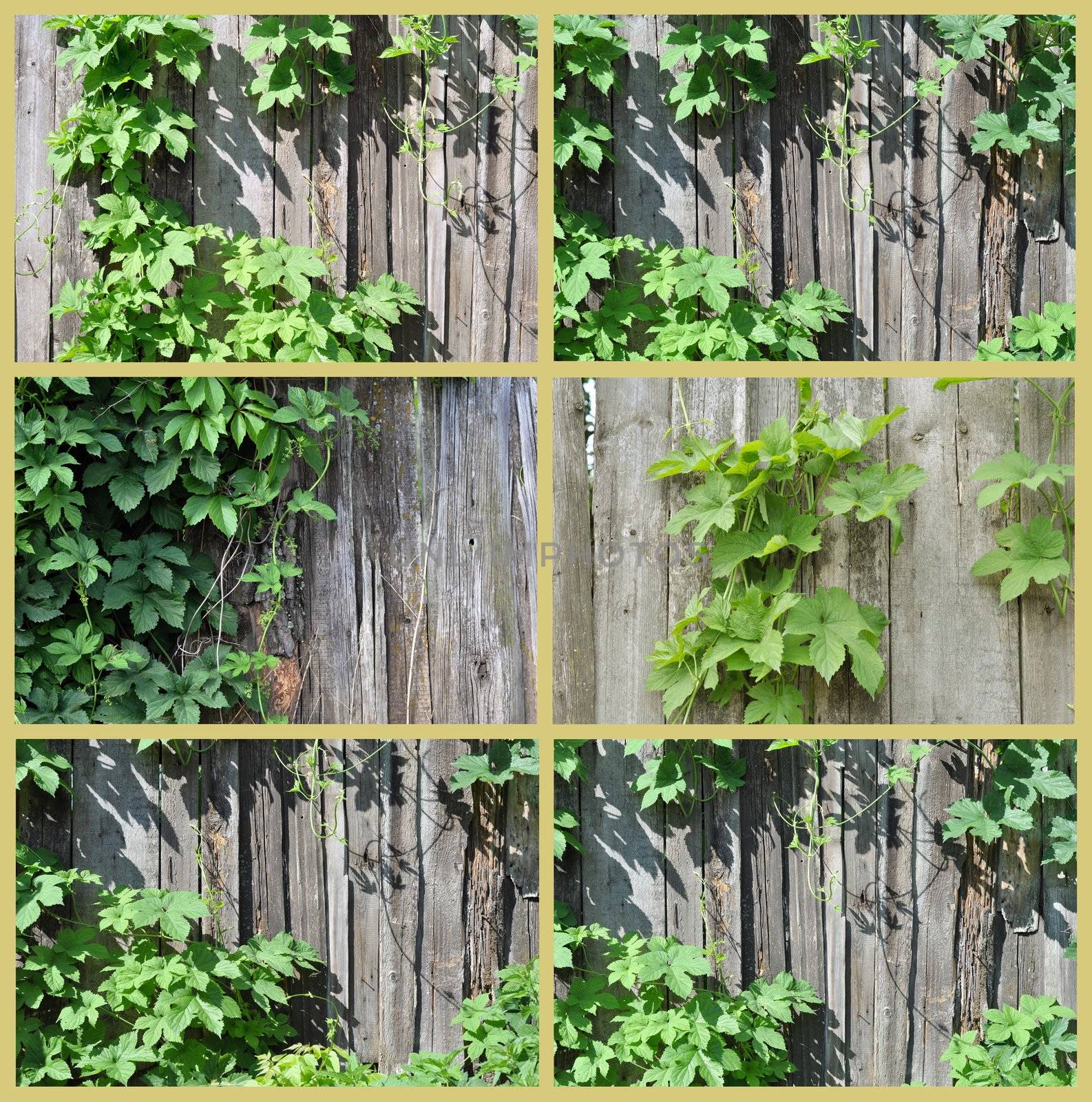 Natural background: old wooden fence and a climber plant hop