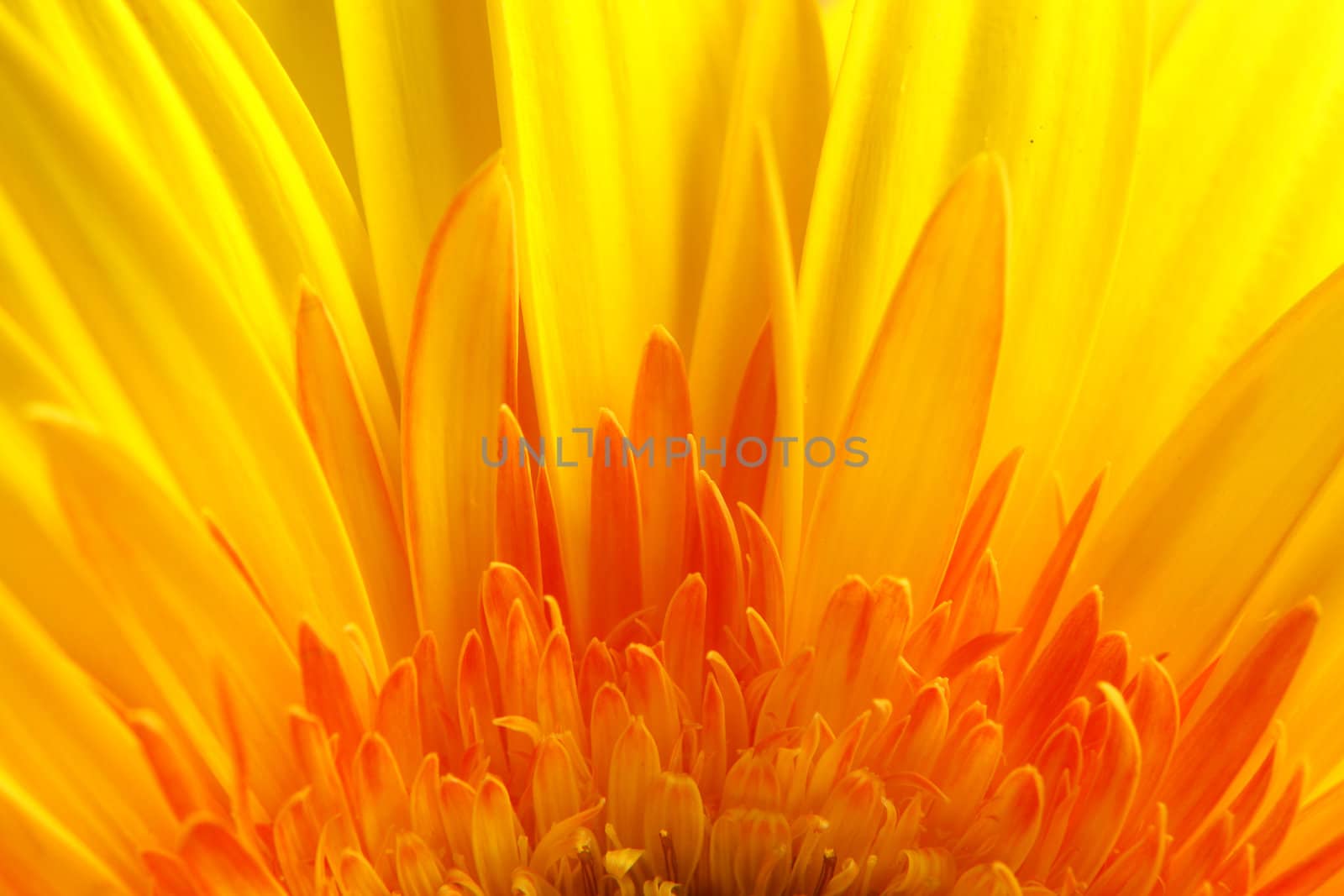 yellow gerbera close-up...........