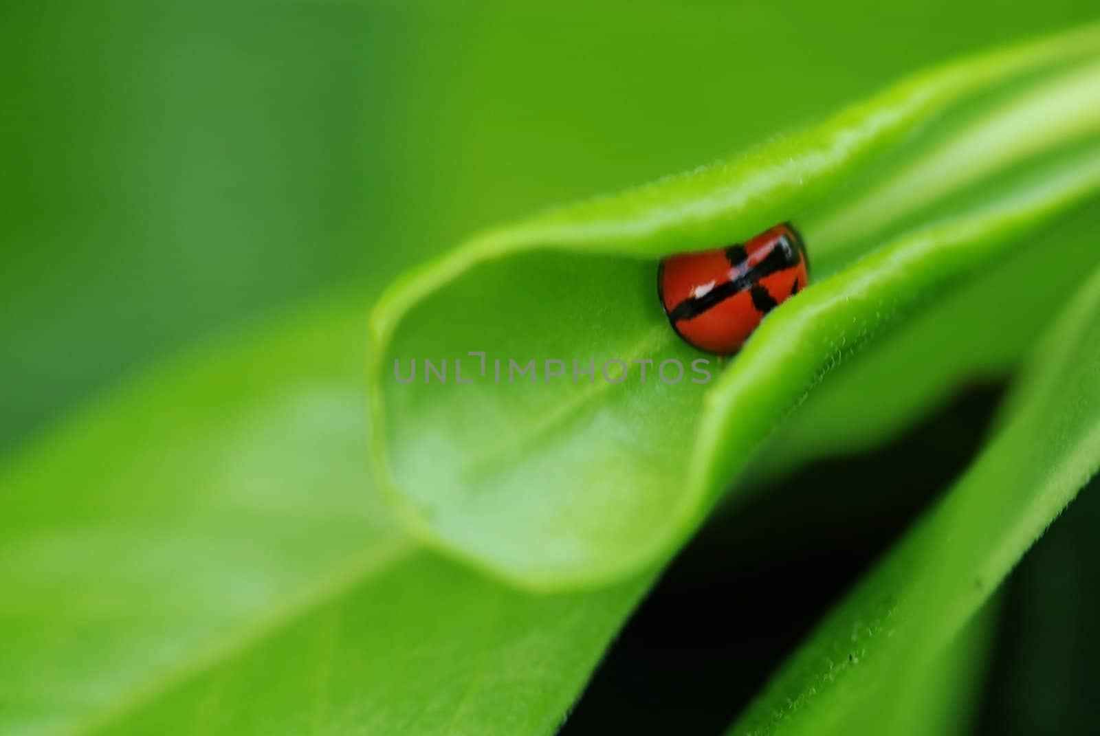 Small red ladybug hiding in curled leaves