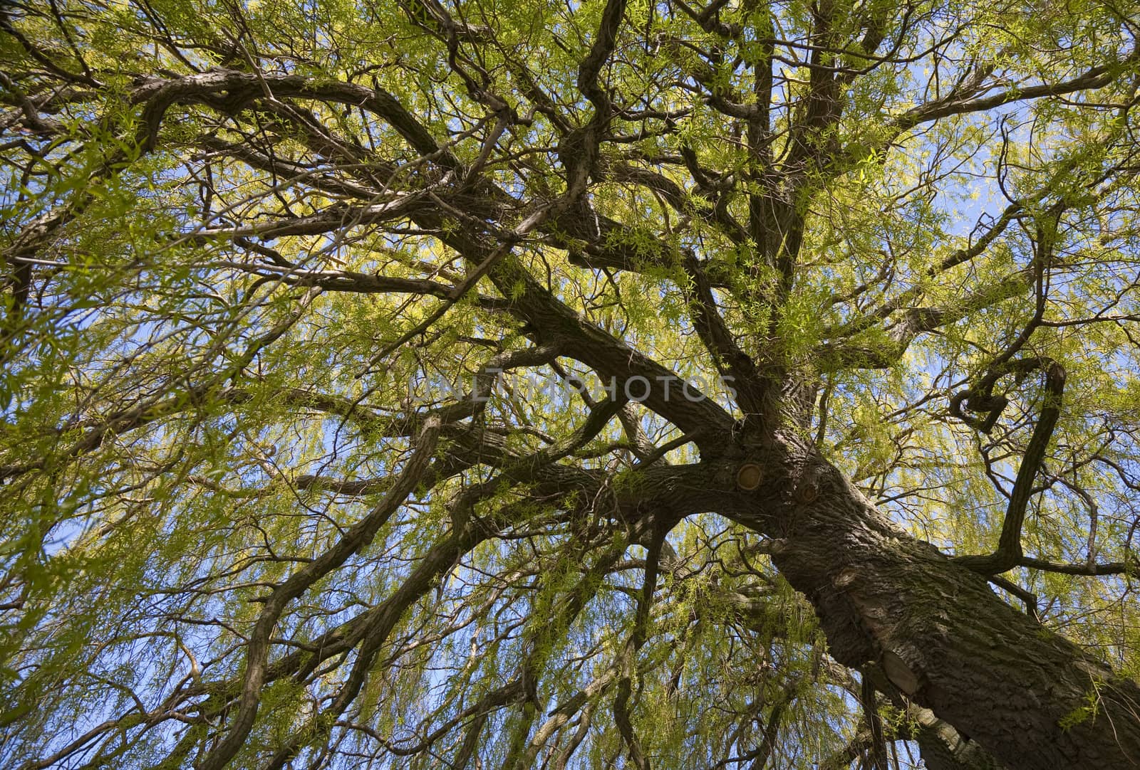 Treetop of an old willow in the park at springtime - Denmark.