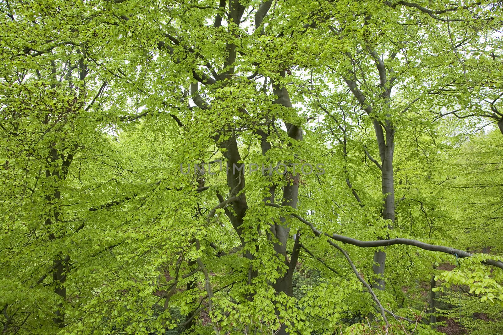 Beech leaves all over. Capture from a Swdish park with very old beeches at springtime.