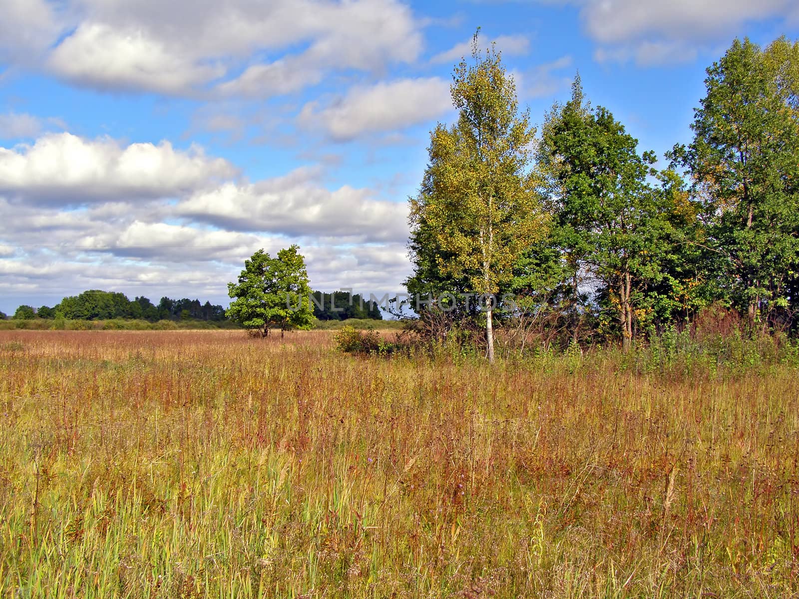 yellow autumn wood near field