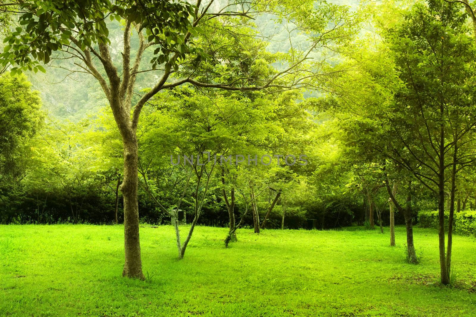 Green trees in park, a morning view.