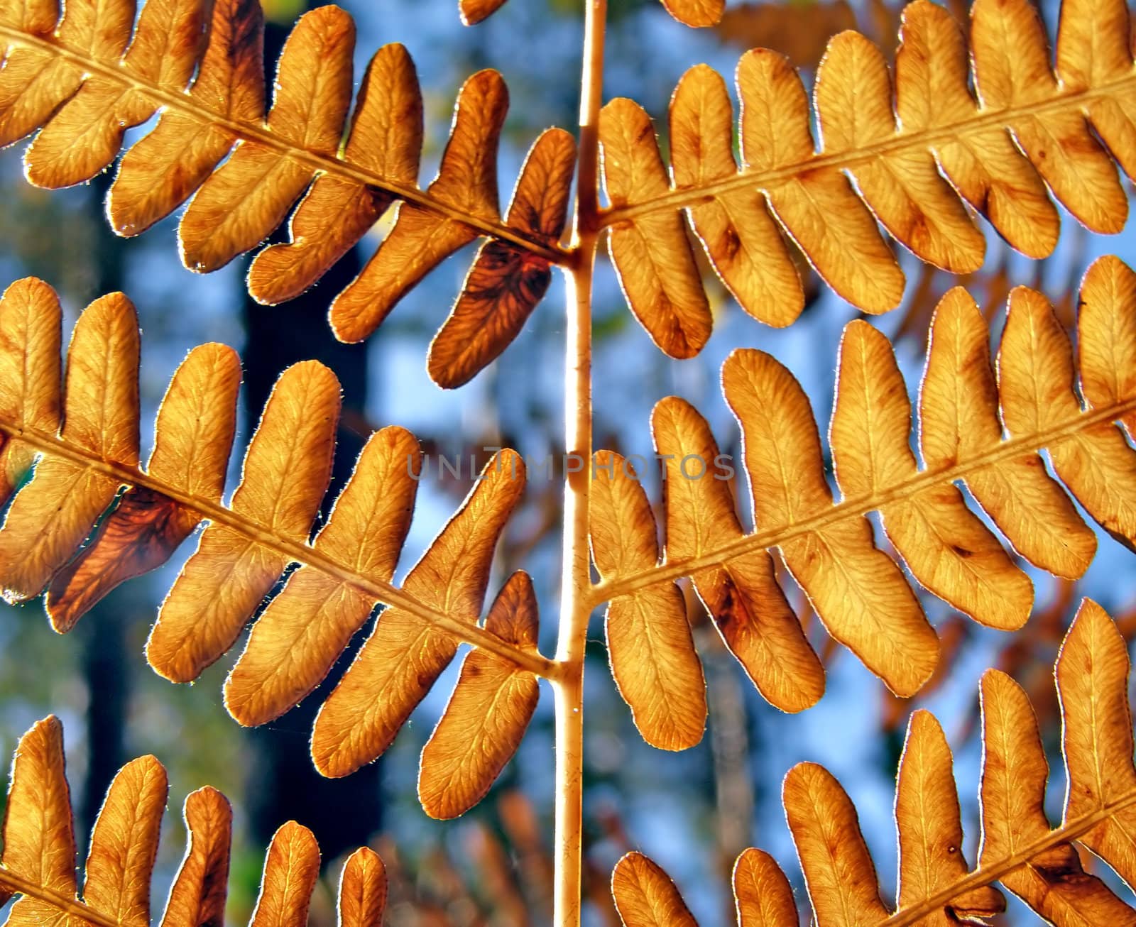 background from yellow sheet of the fern