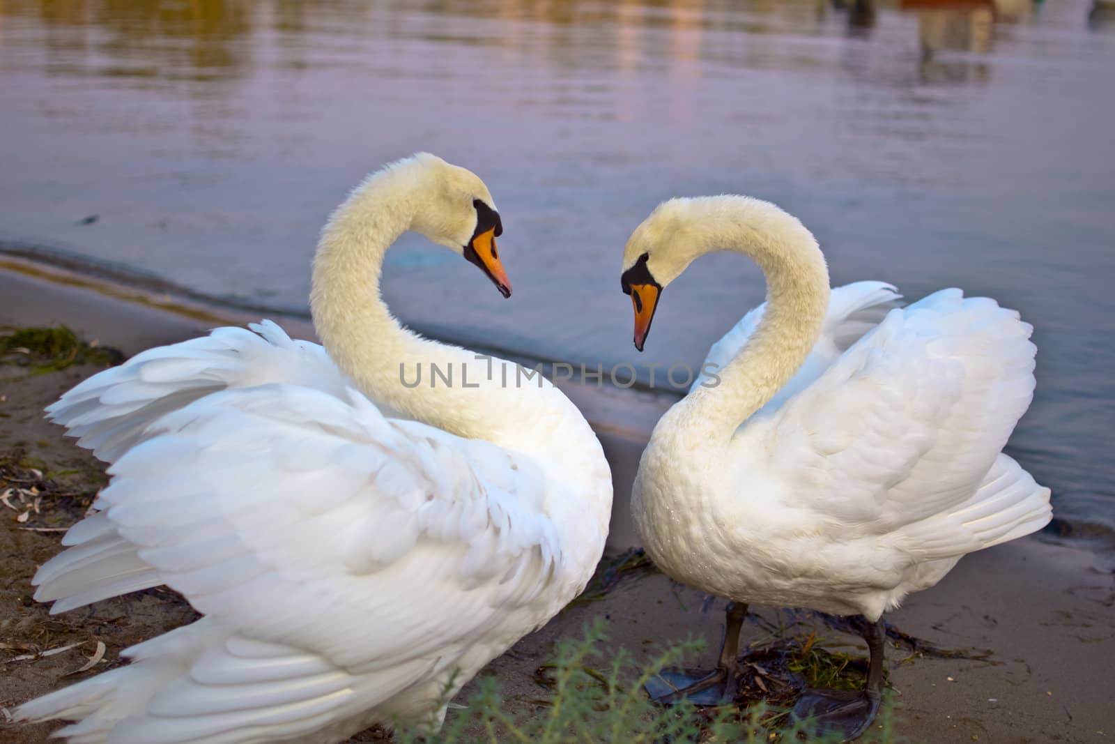 white swans at lake