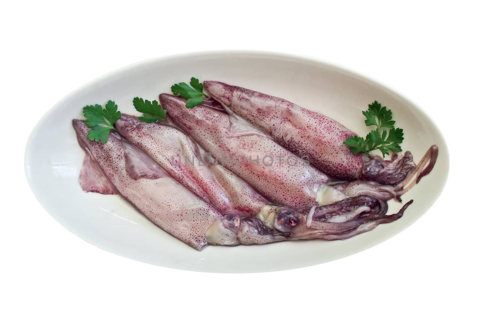 Fresh squid n in plate isolated on white