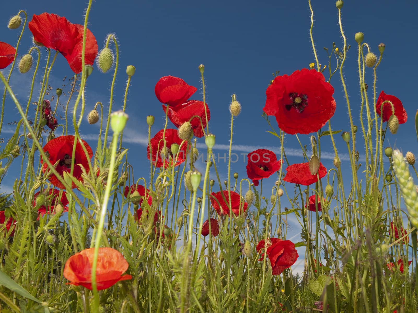 A sunny summer day in a Danish meadow full of blooming poppies.