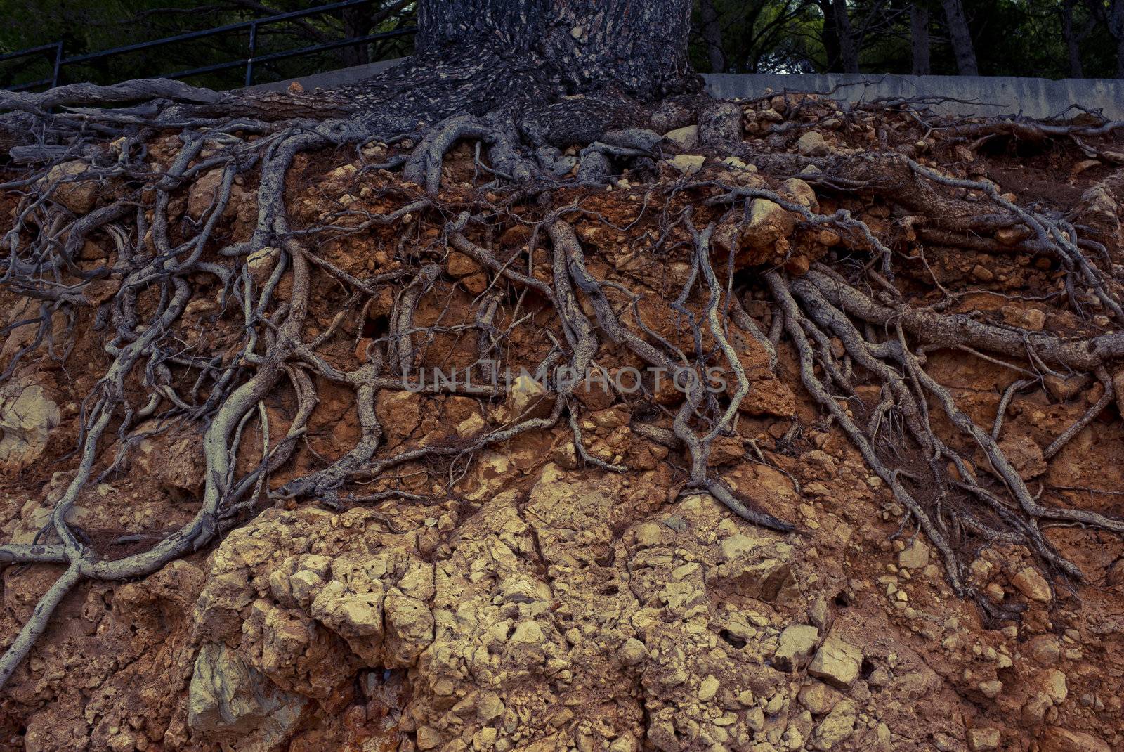 Slope with roots of an old pine tree - Croatia. Cross processed to reflect time and age.