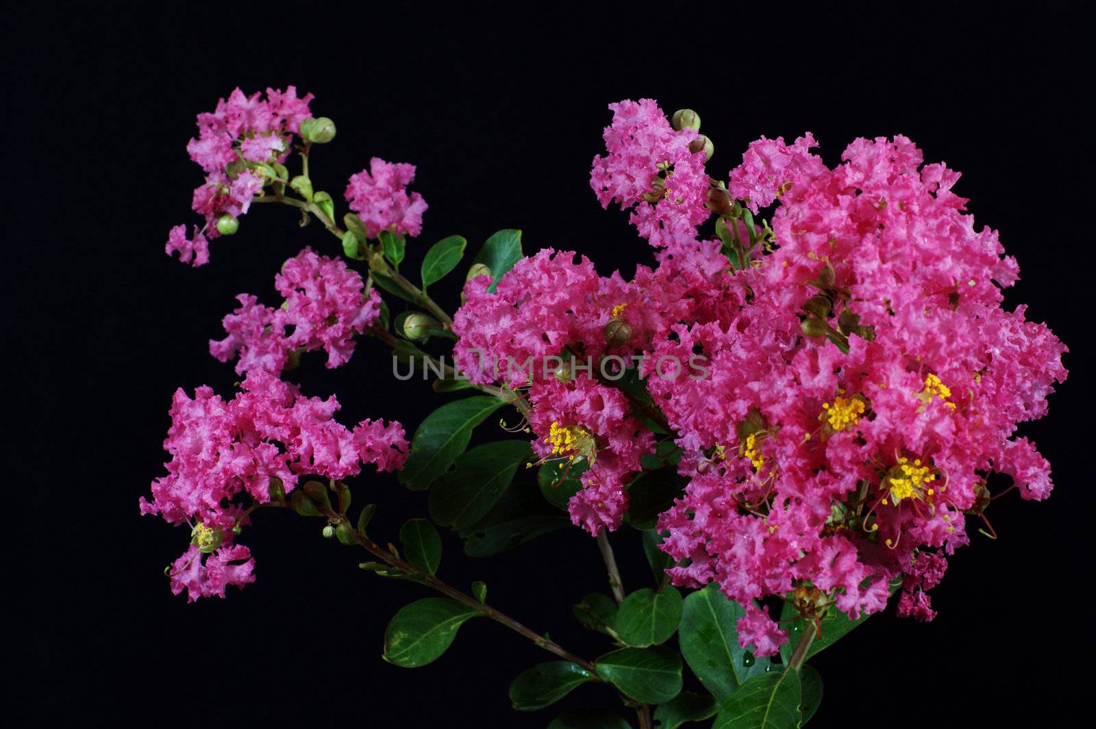 Crape myrtle flowers isolated on a black  background