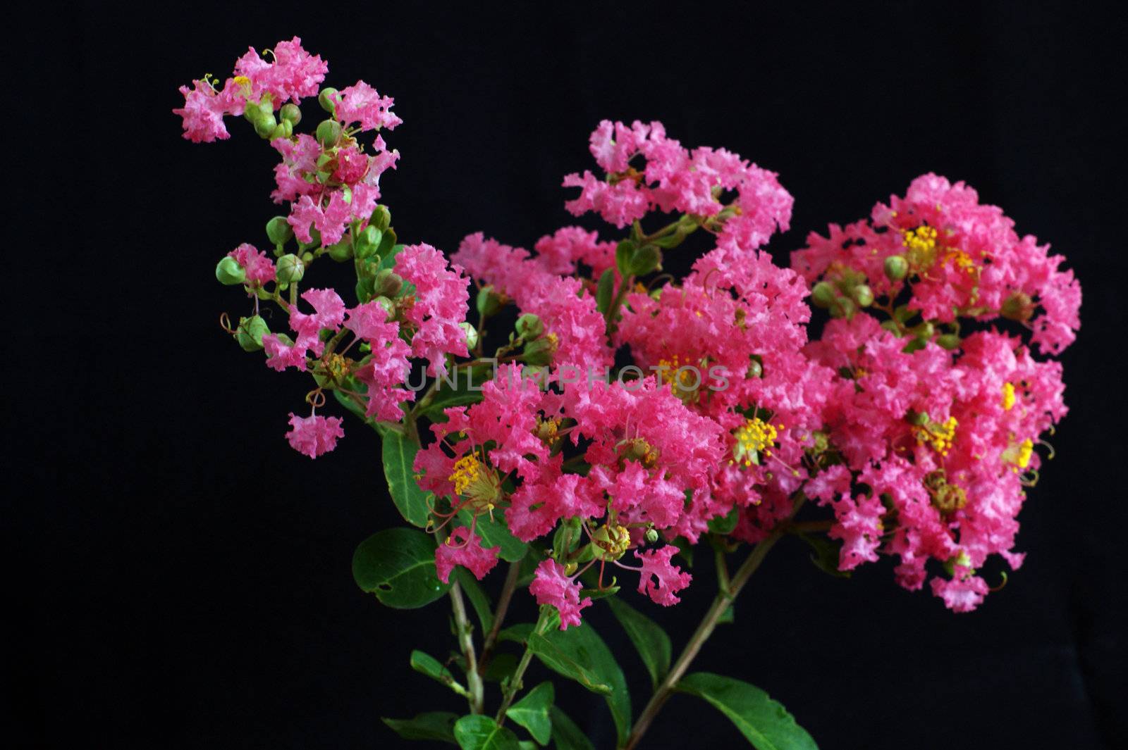 Crape myrtle flowers isolated on a black  background