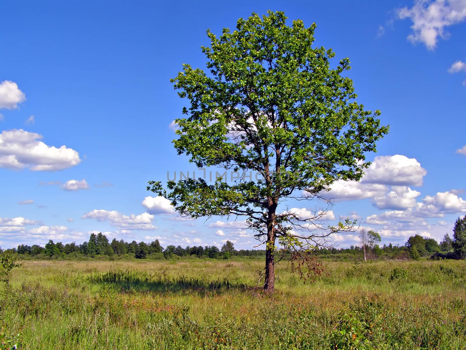 small oak on green field