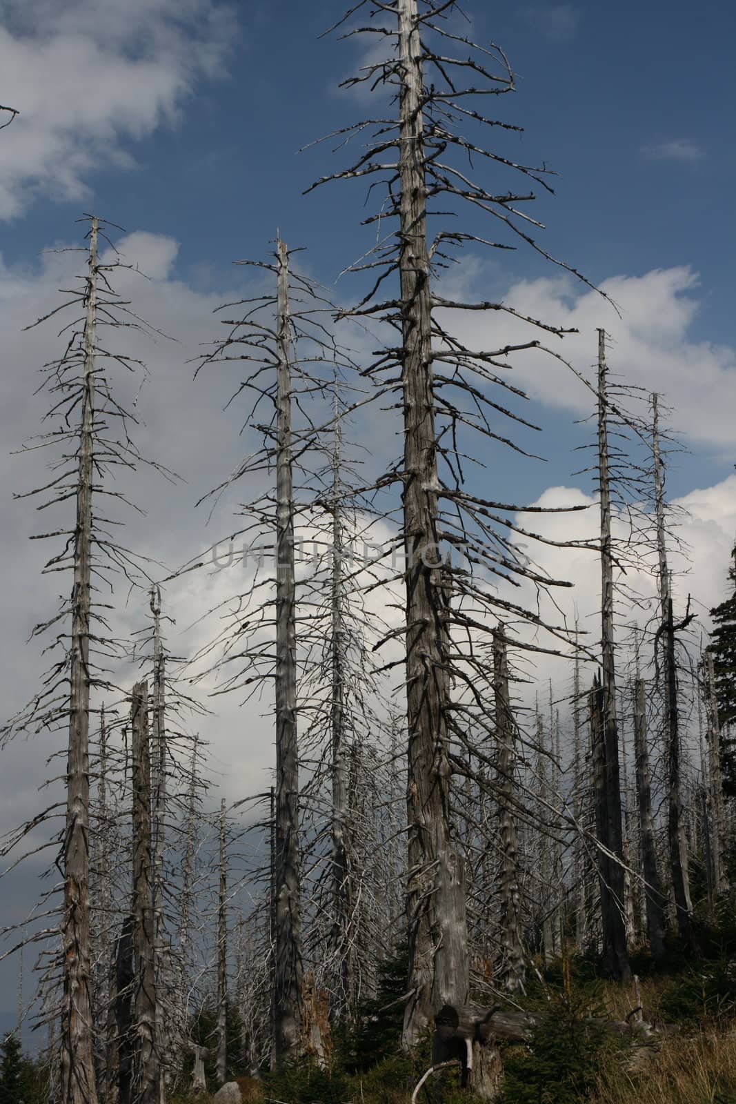 dead forest in Karkonosze mountain, Poland