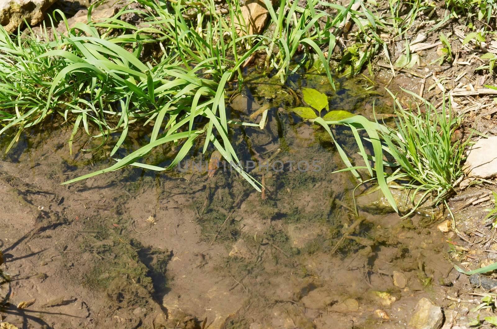 Small brook in a park nice grass and bushes around
