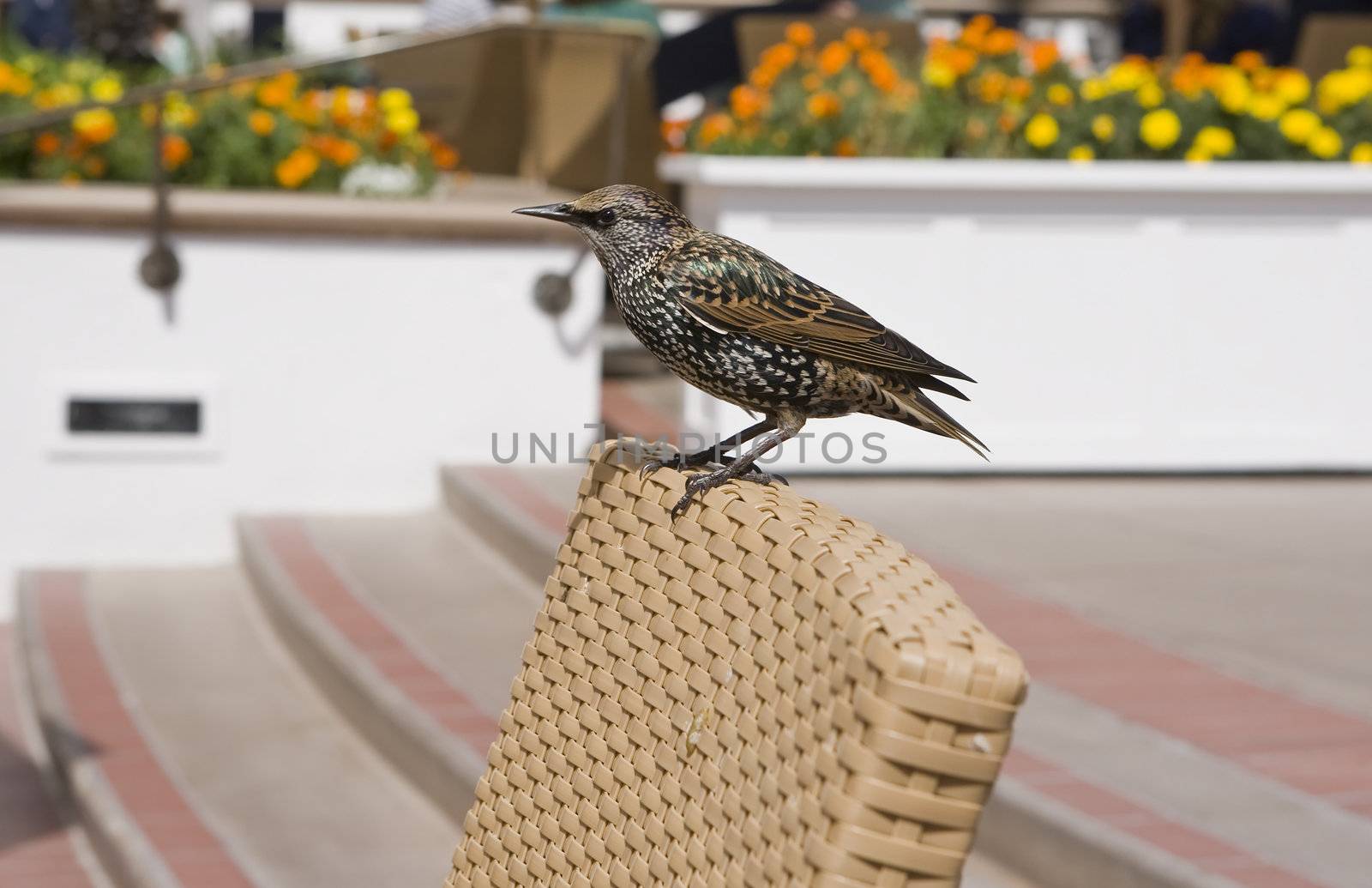 Bird sitting on a Chair in an Outdoor Restaurant