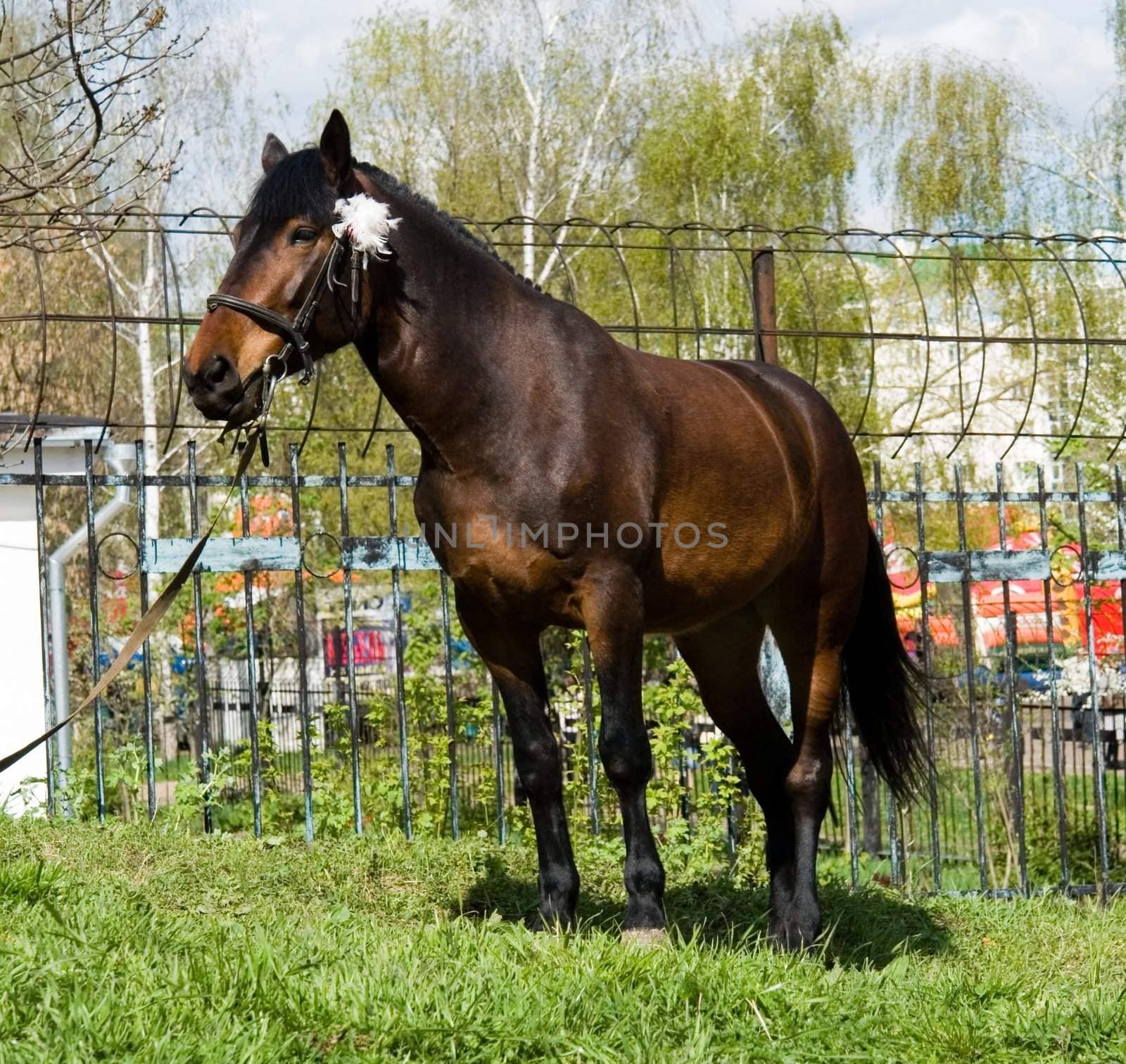 brown horse with green grass at background