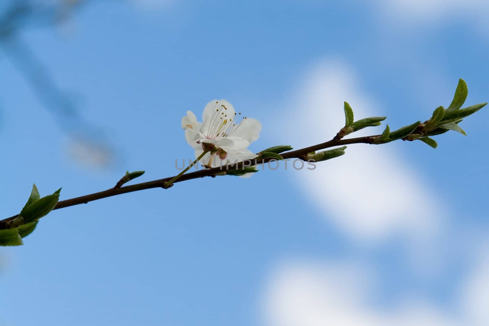 White flower with blue sky at background