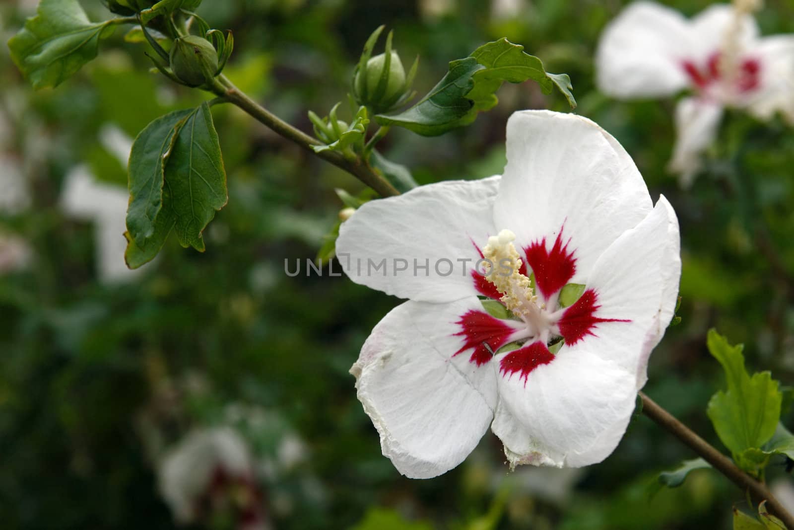 flowers in bloom in the west of ireland