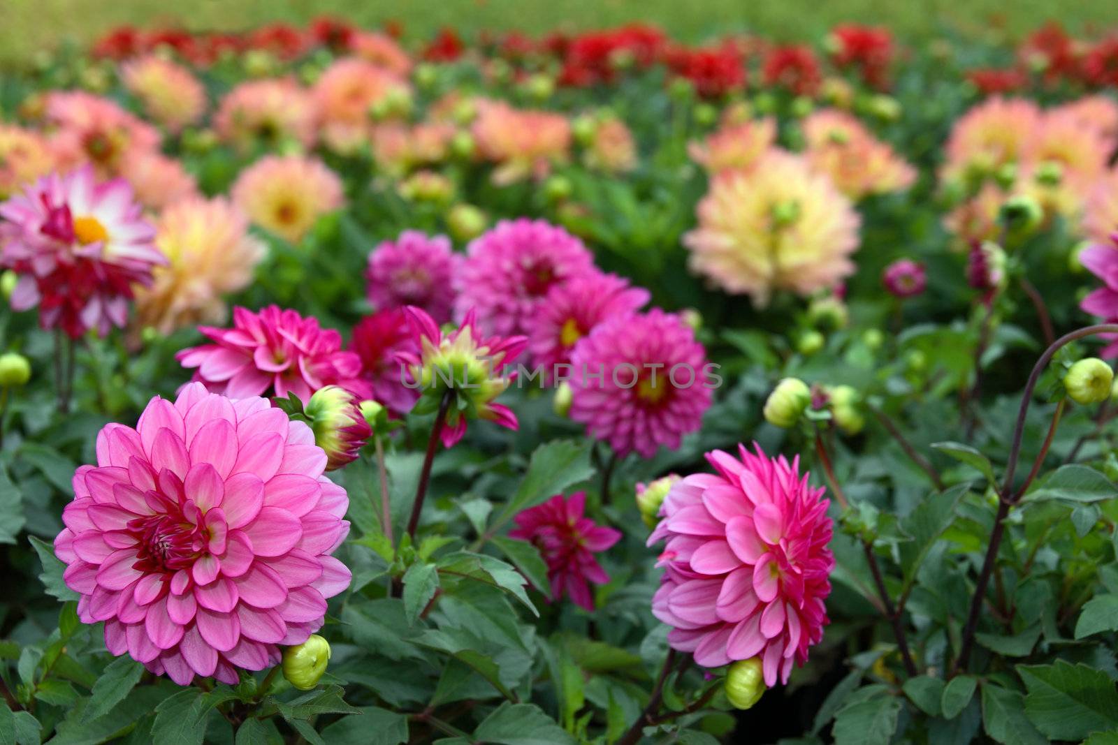 flowers in bloom in the west of ireland