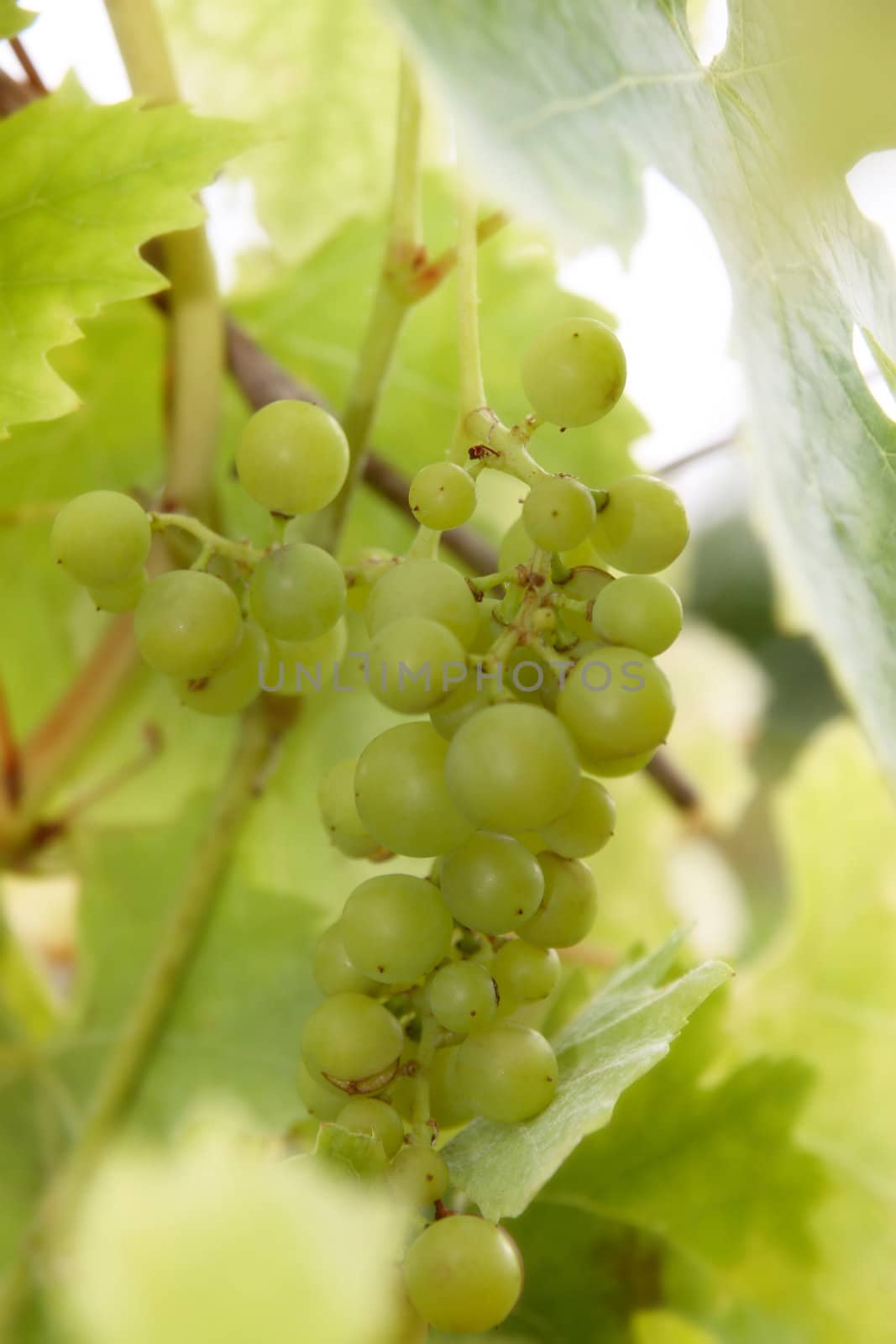 a bunch of grapes grown in ireland