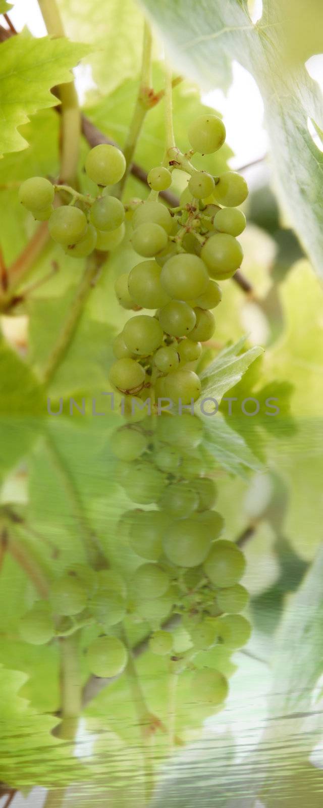 a bunch of grapes hanging and reflected in the calm water