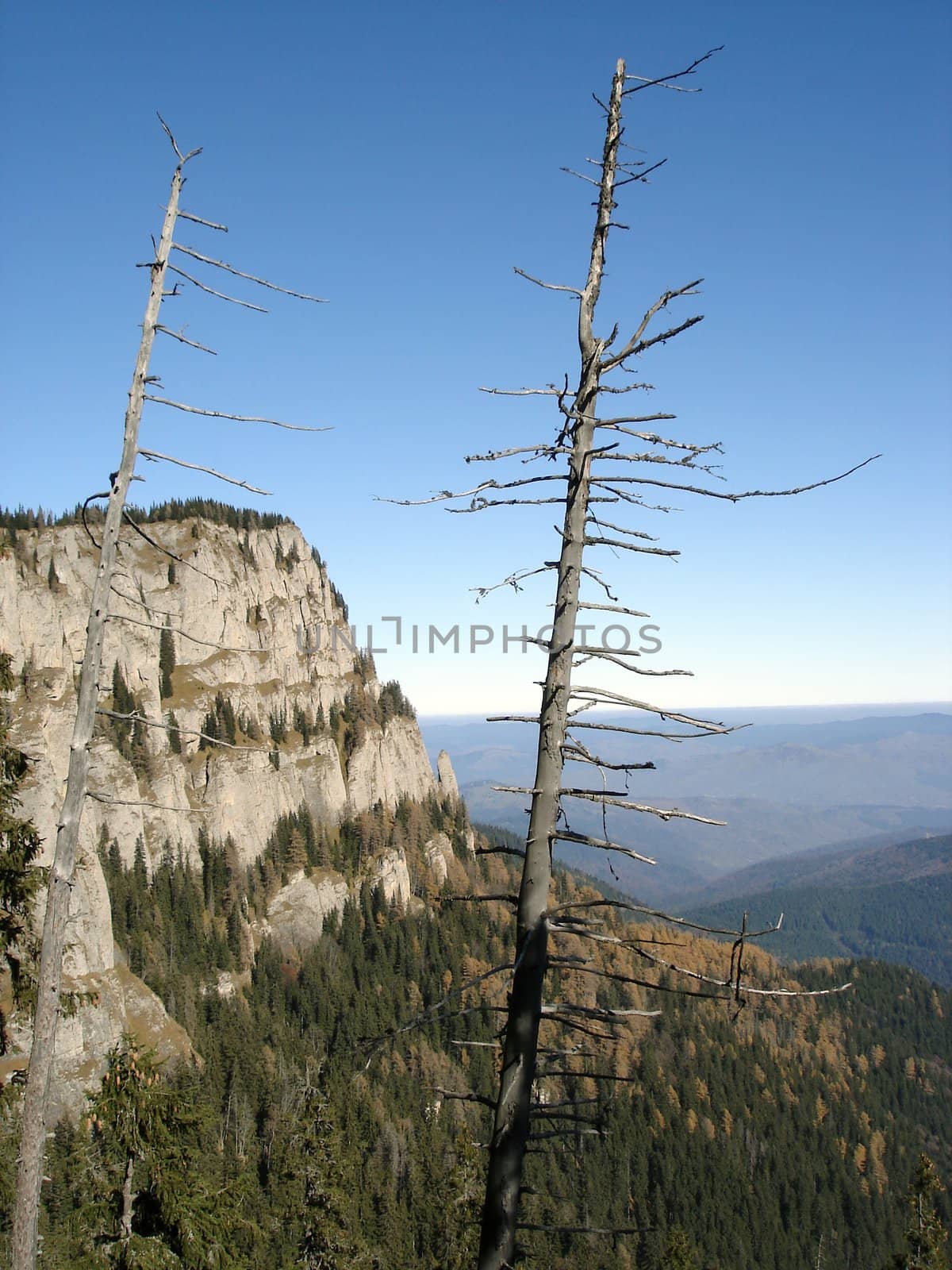 Dead Trees Up Into The Mountains.