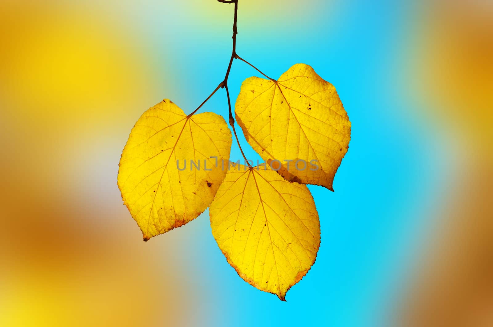 bright yellow-blue elegy: sharp yellow leaves on branch highlighted by sun. shallow dof!