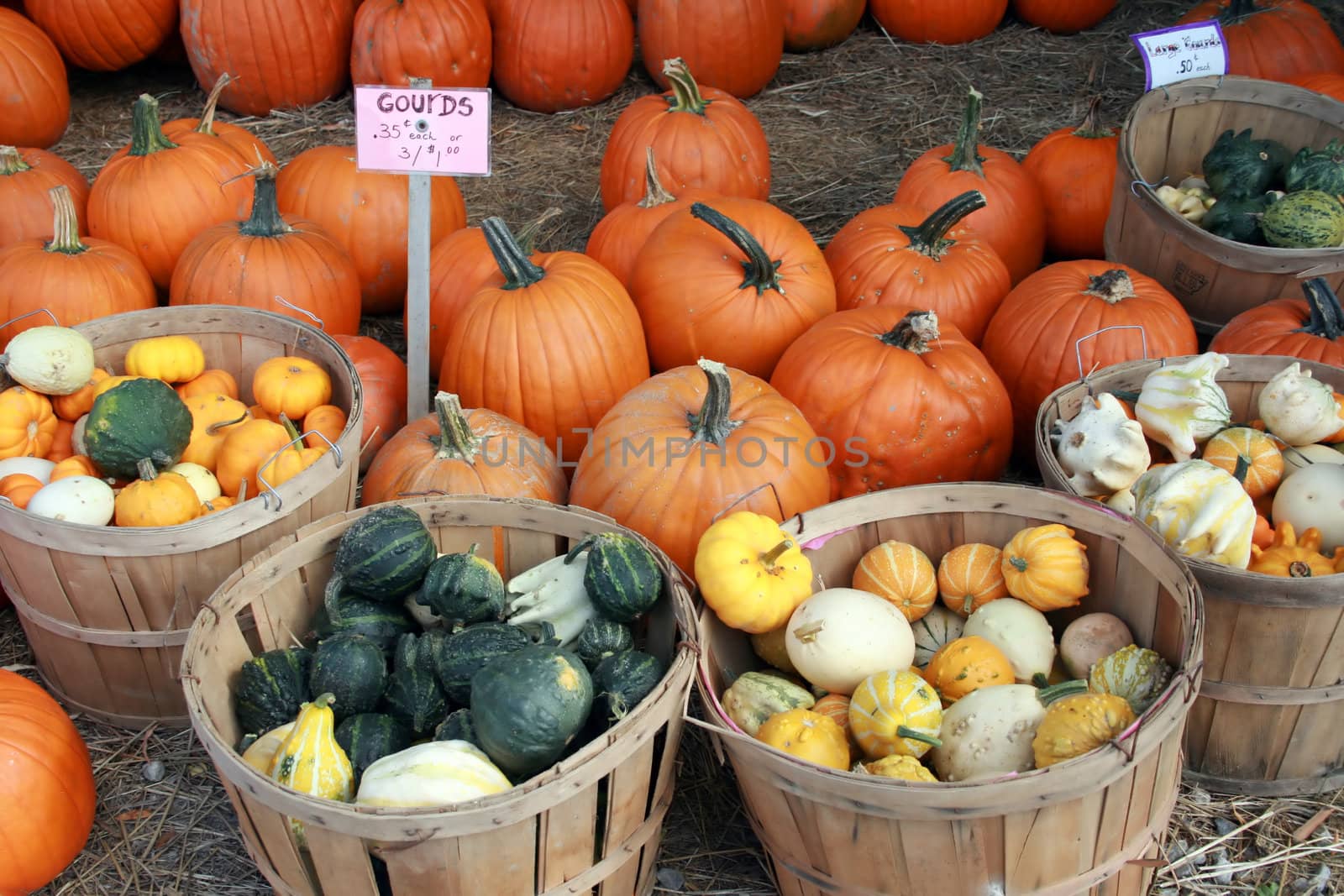wide variety of decorative gourds and pumpkins for sale in Autumn