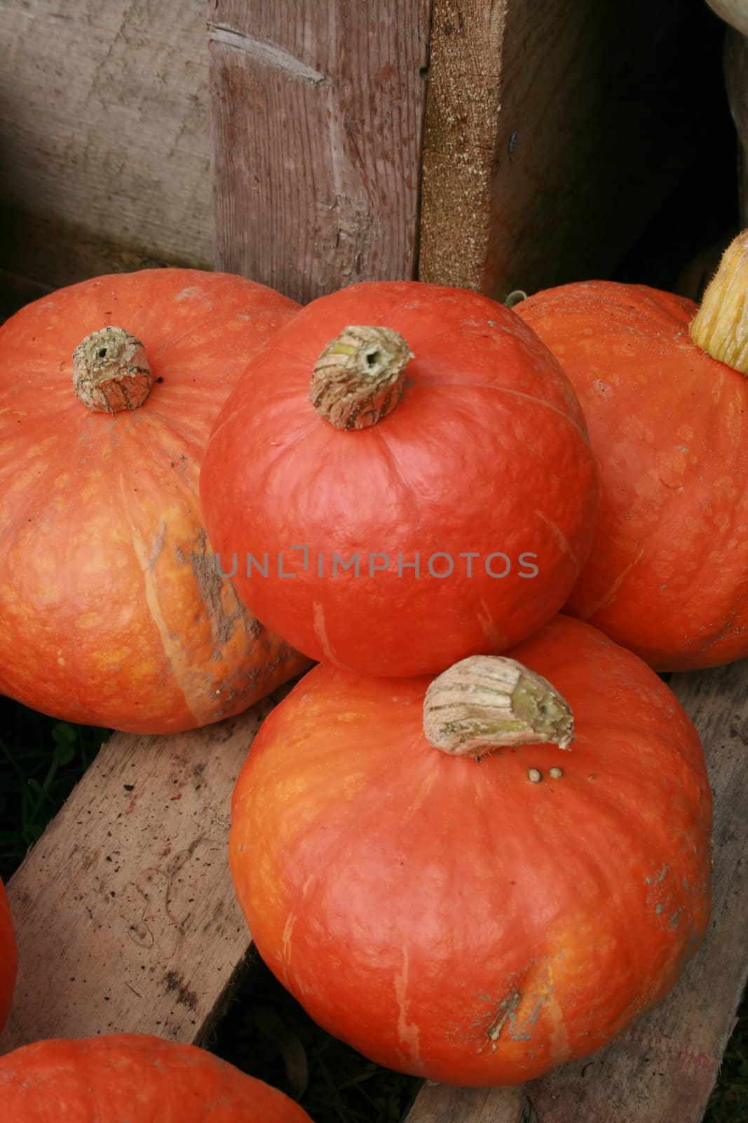 a still life of orange squash next to wood 