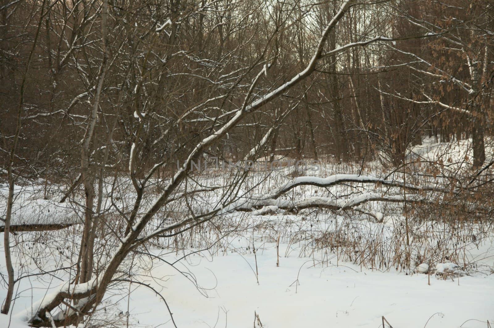 Winter wood rolling in just dropped out snow