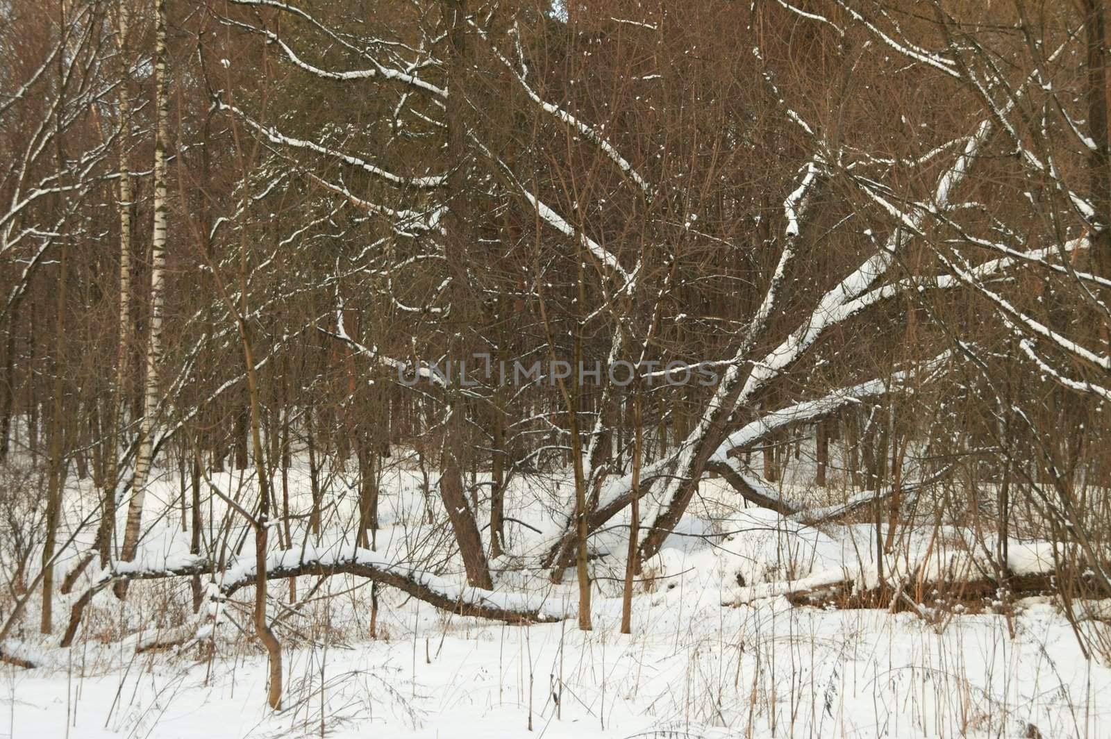 Winter wood rolling in just dropped out snow