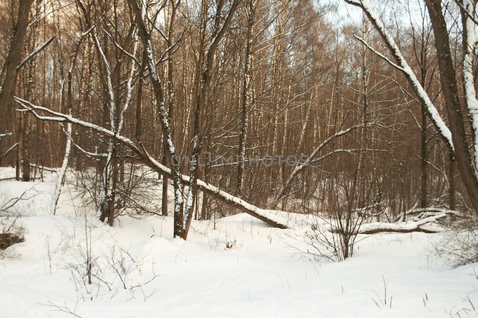 Winter wood rolling in just dropped out snow