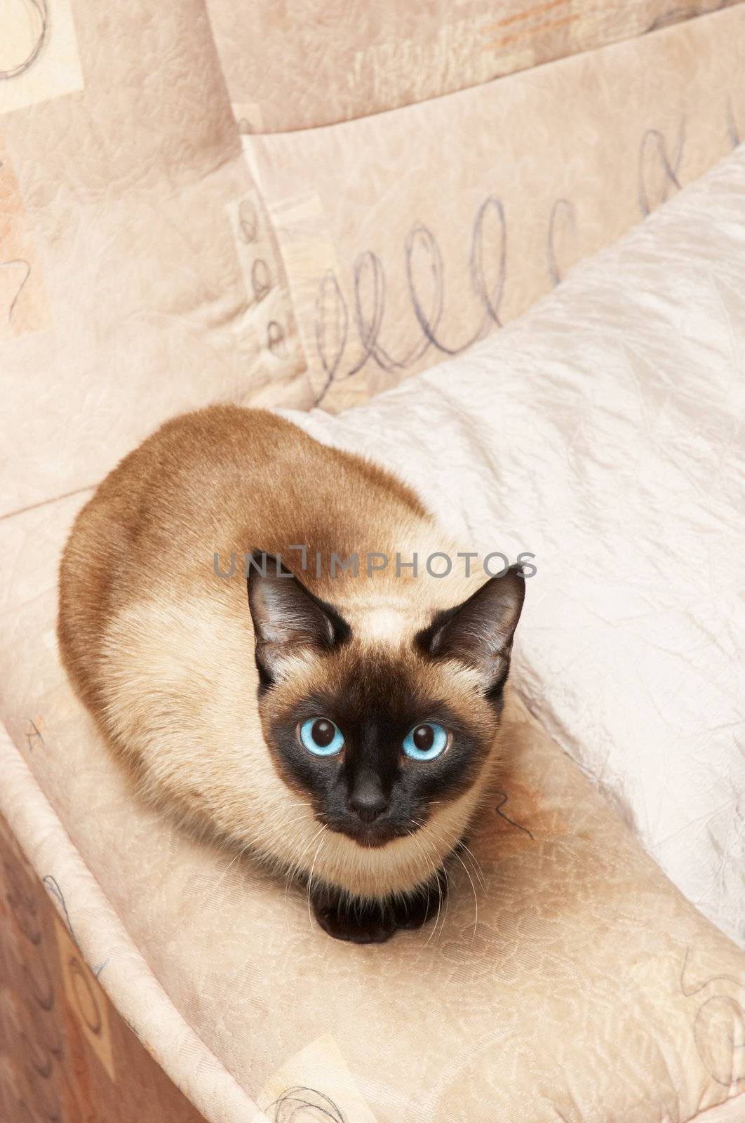 siamese cat on the background of analogous color.