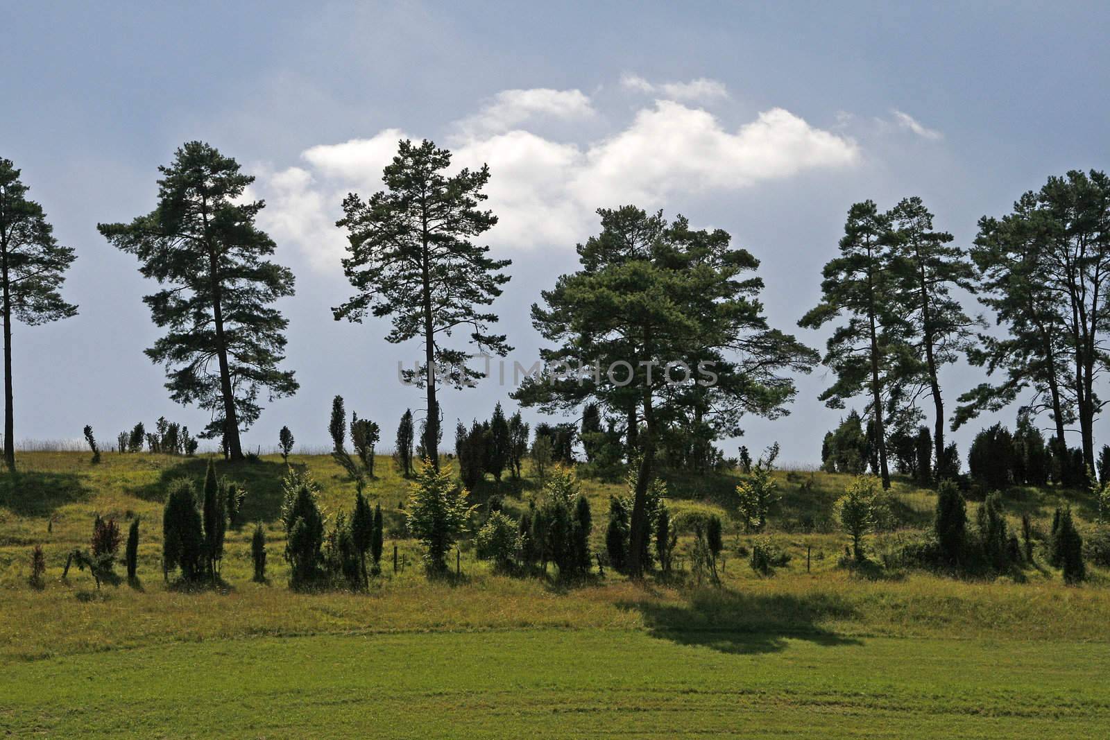 Hang with Juniper (Juniperus) and Pine (Pinus) in the Eifel, North Rhine-Westphalia, Drying lawn, protected area. Wacholderhänge im Naturschutzgebiet bei Ripsdorf, Eifel, Nordrhein-Westfalen.