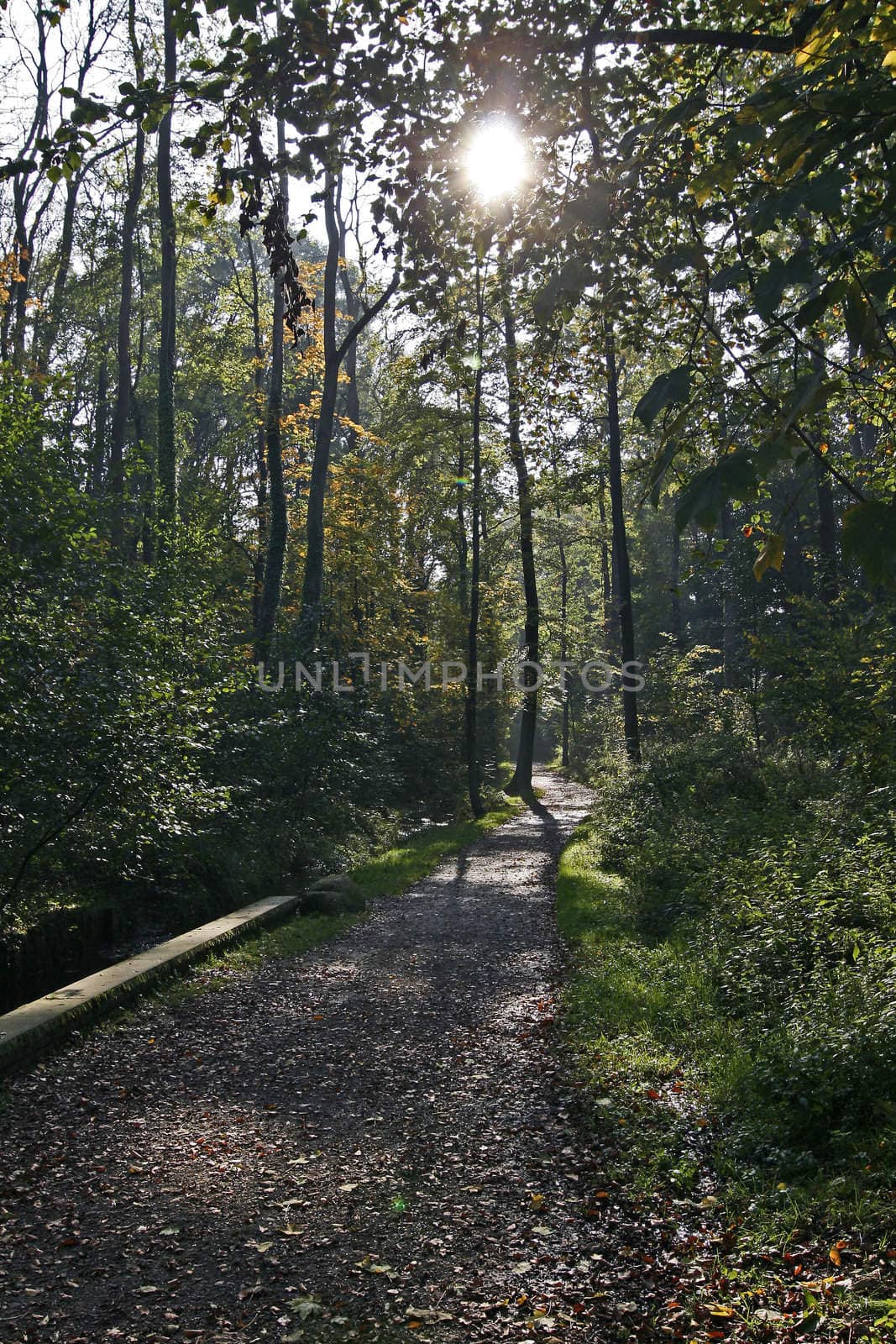 Path in the forest, Georgsmarienhütte, Lower Saxony, Germany.
Waldweg im Kasinopark, Georgsmarienhütte