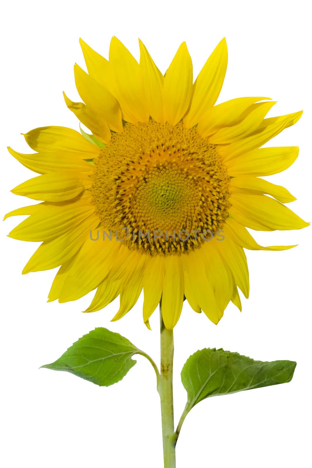 sunflower on white