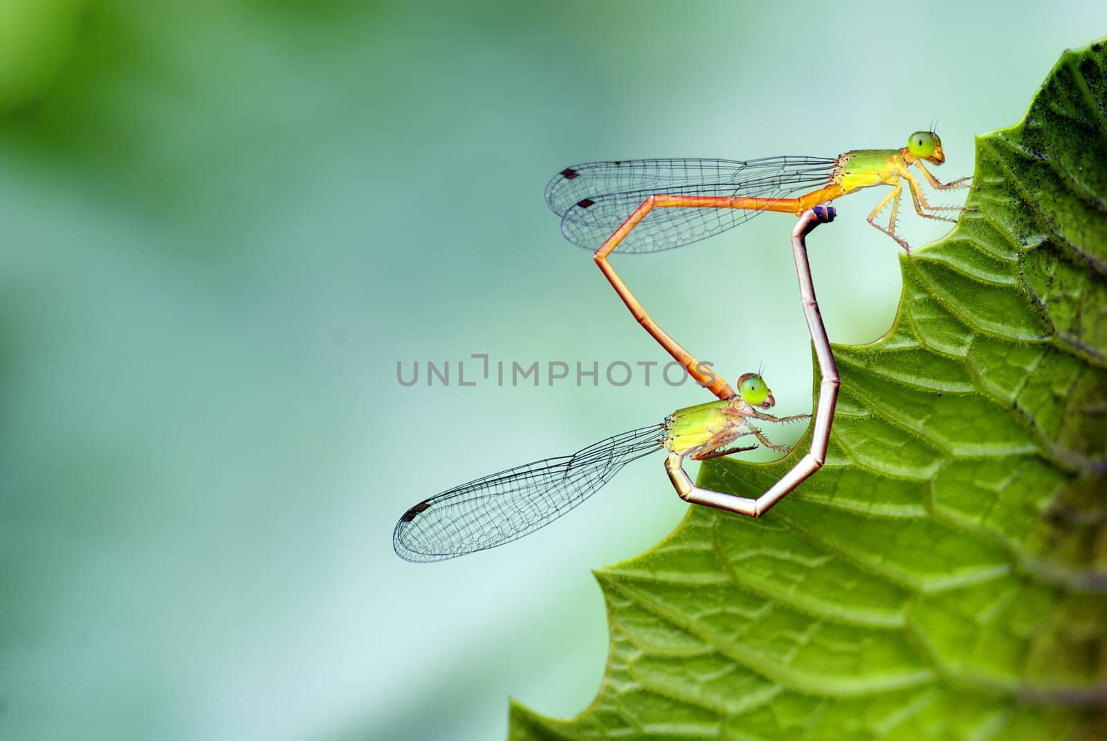 Yellow dragonfly stop on the green leaves